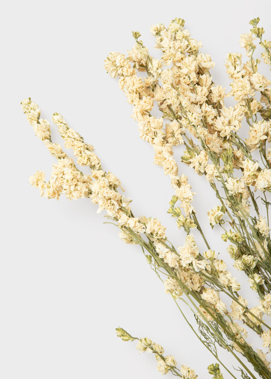 Close-up of White Larkspur Dried Flower Bundle