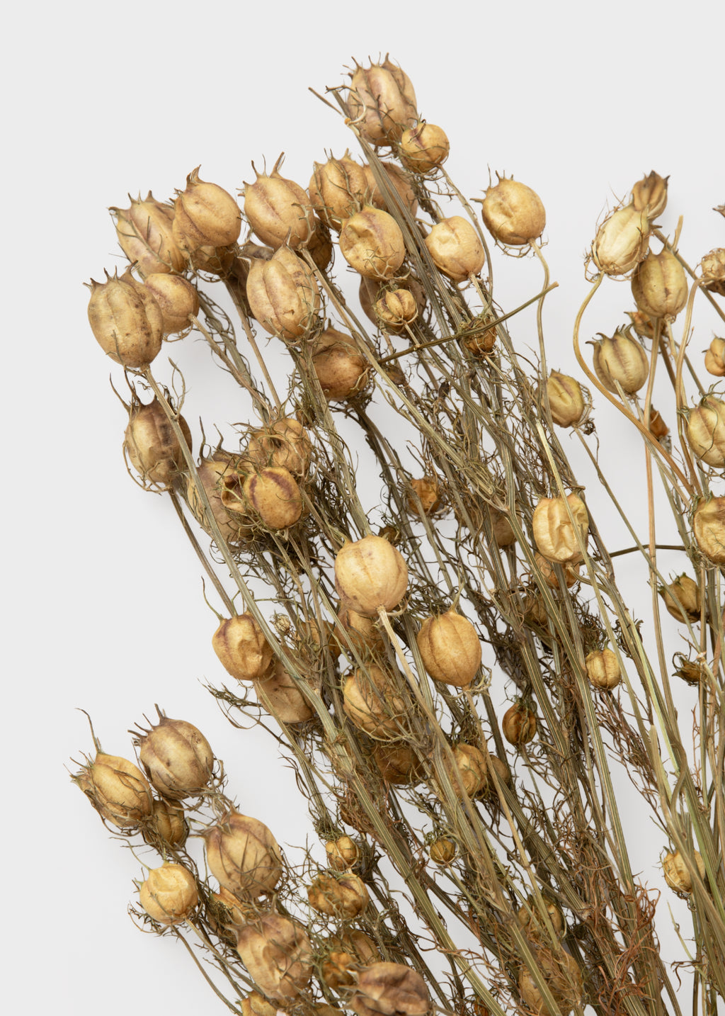 Close-up of Dried Nigella Flowers