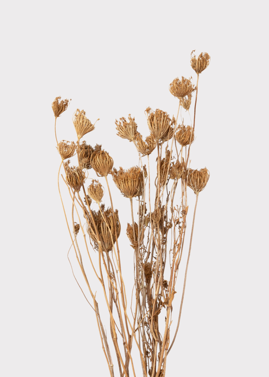 Dried Queen Anne's Lace Flowers