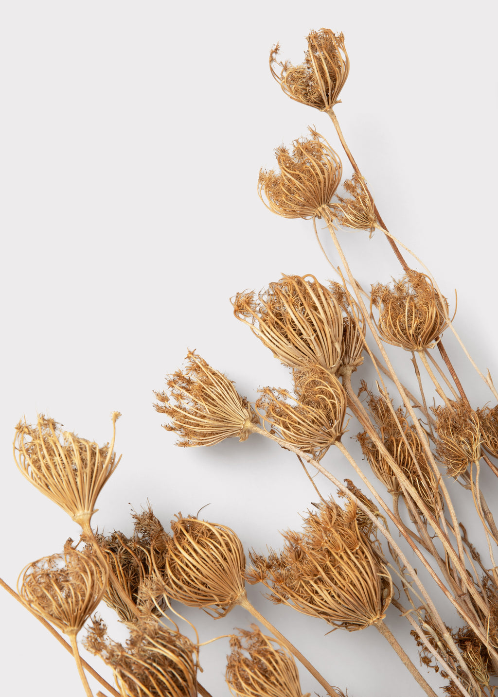 Close-up of Dried Queen Anne's Lace Flowers