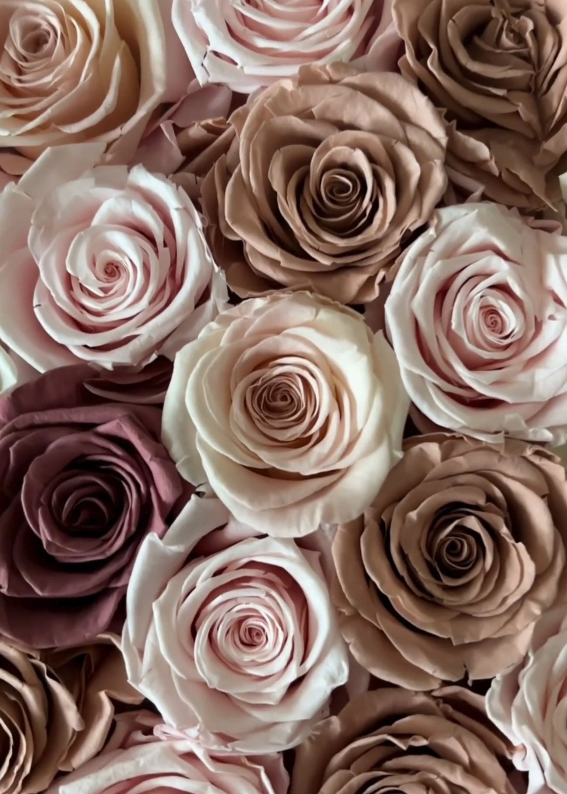 Close-up of pink and purple roses with a soft focus background