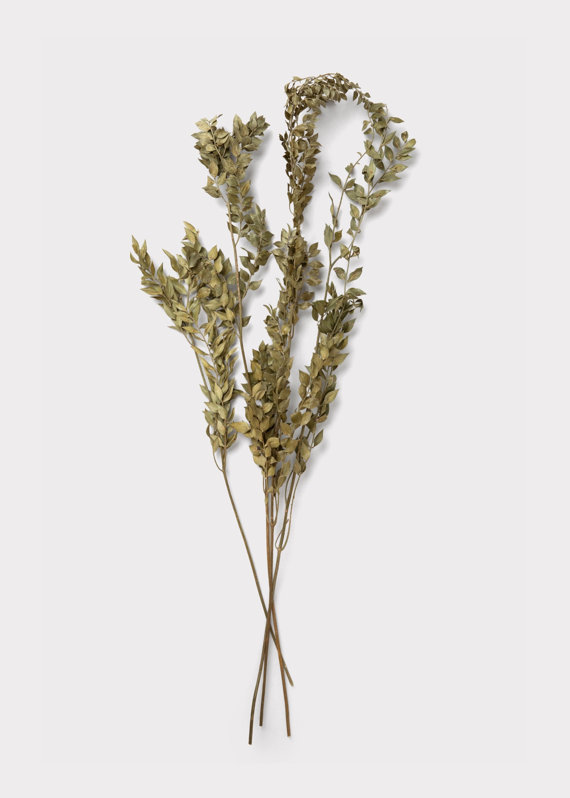 Dried Green Ruscus Leaf Bundle