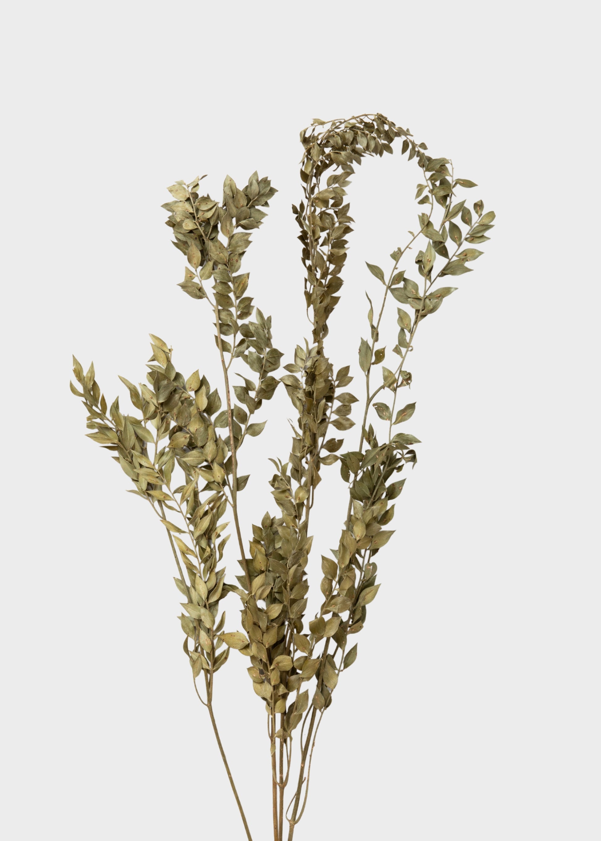 Natural Green Dried Ruscus Leaves