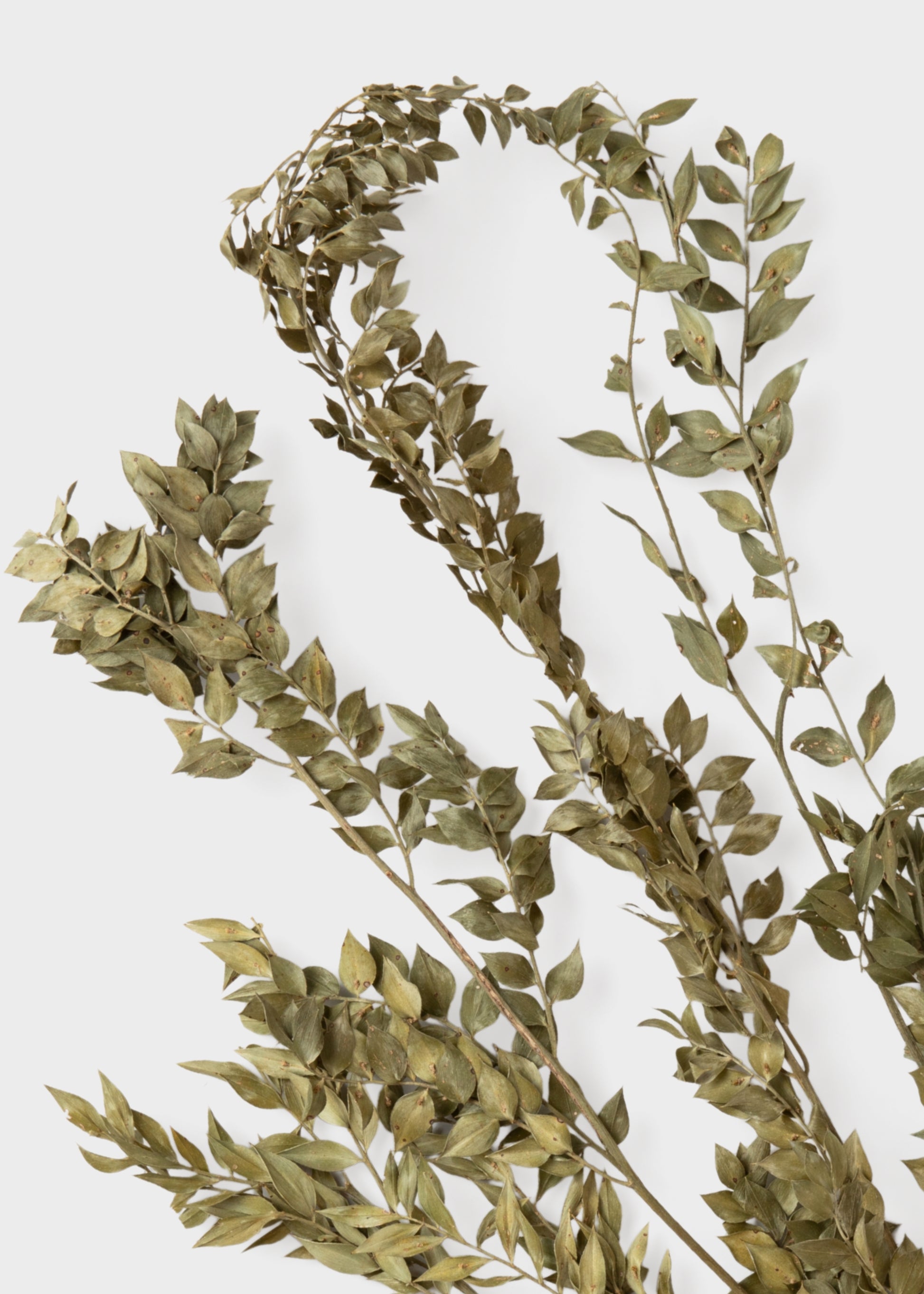 Close-up of Dried Green Ruscus Leaf Bundle