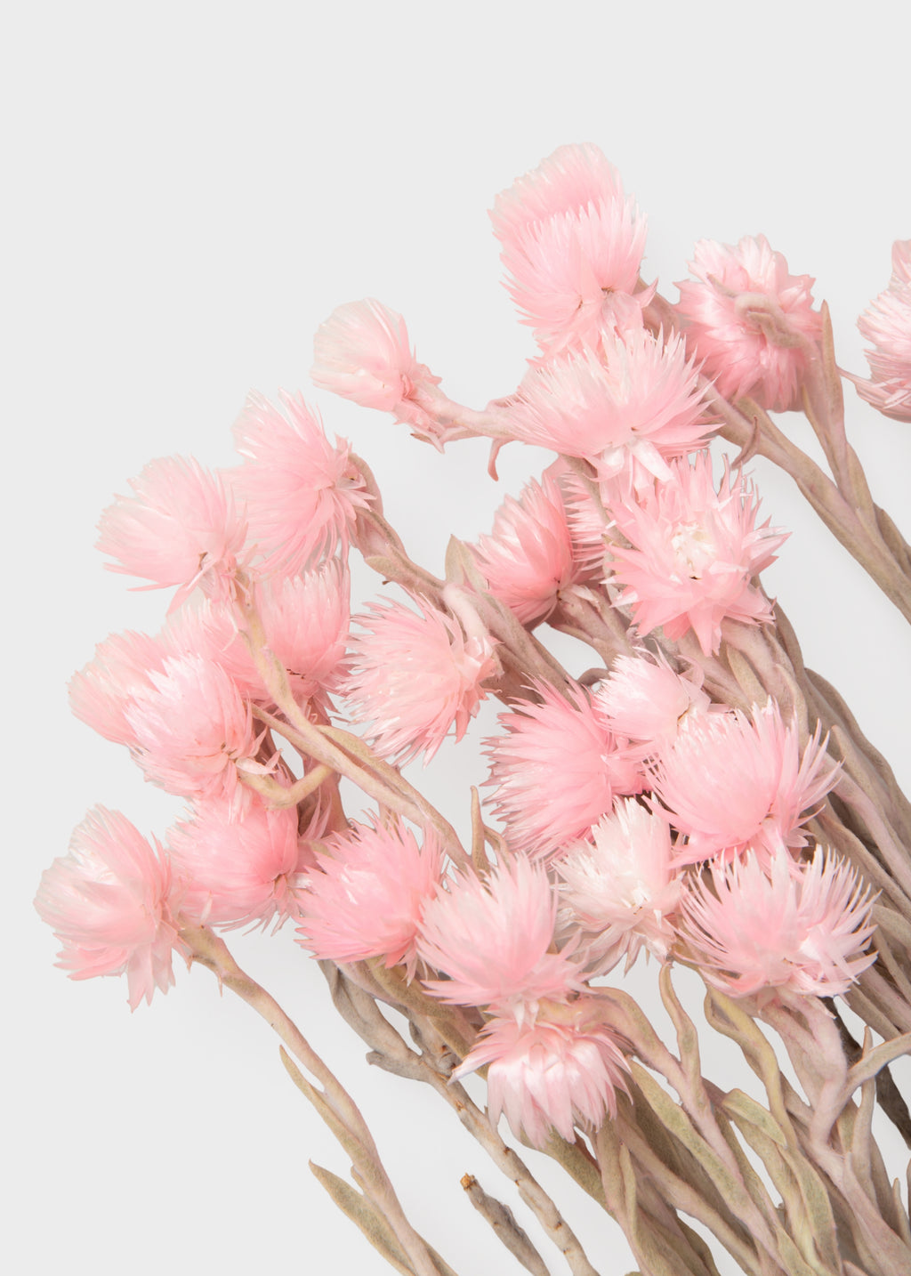 Dried Silver Daisy Flowers