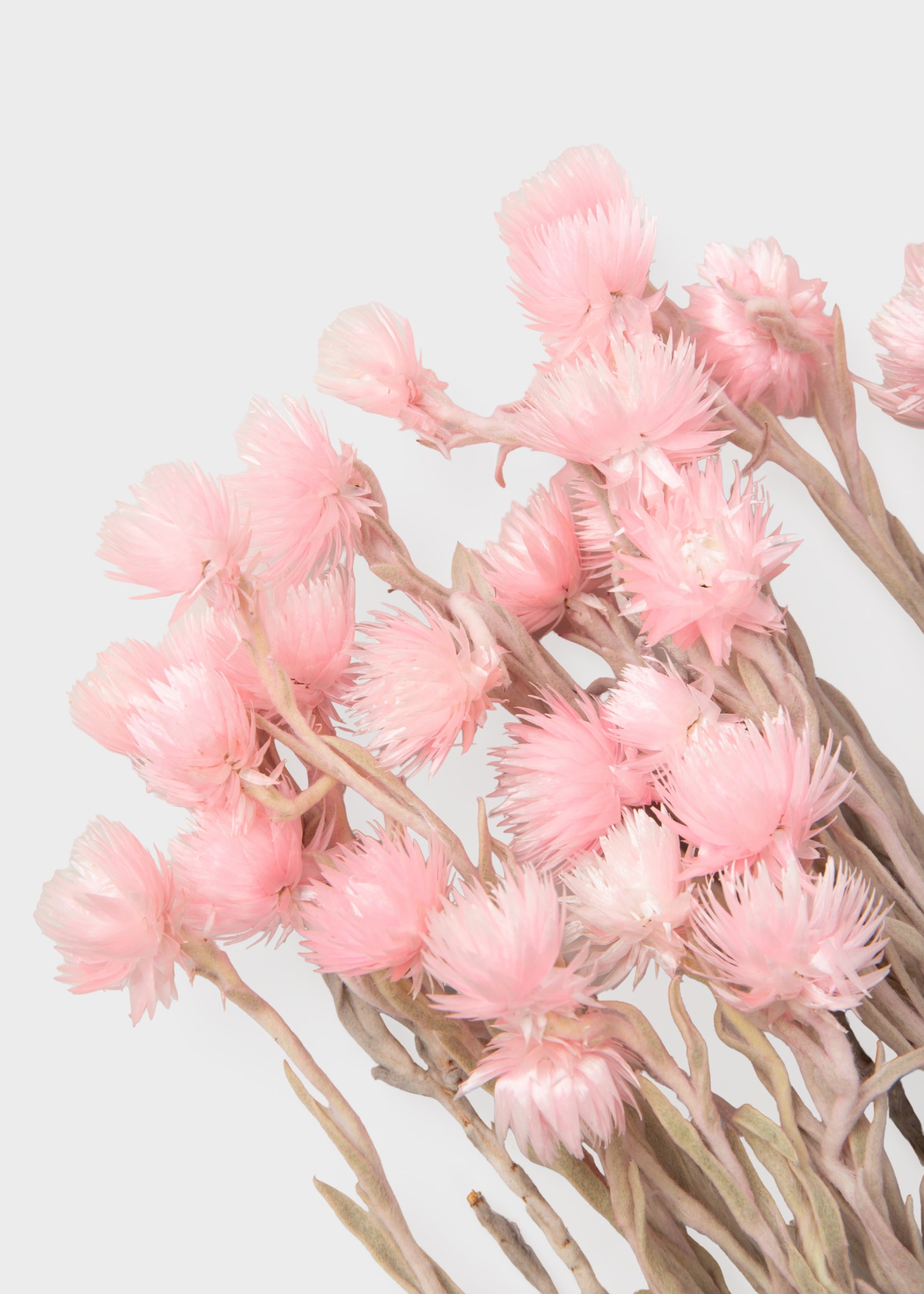 Dried Silver Daisy Flowers