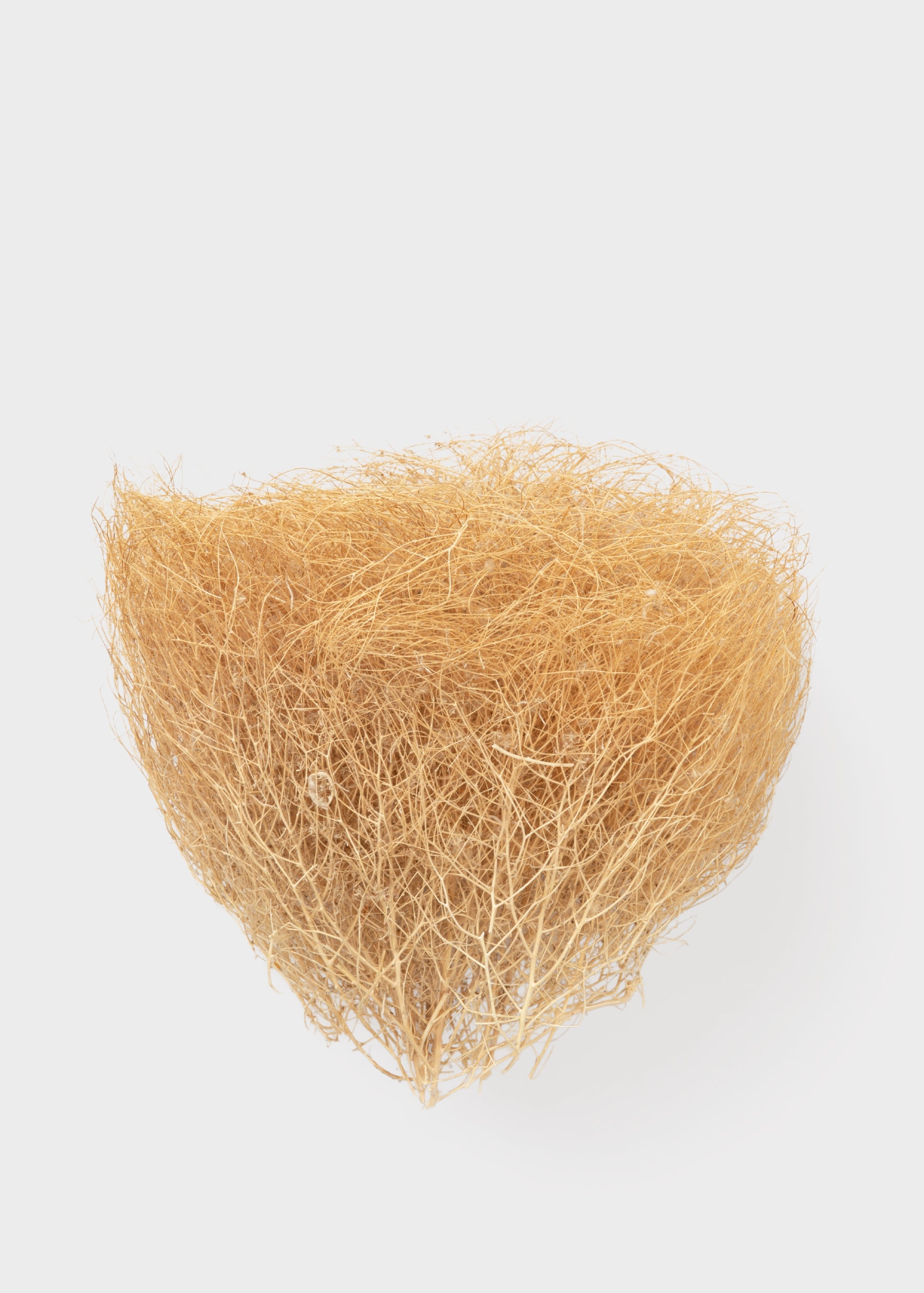 Dried Tumbleweed Bunch