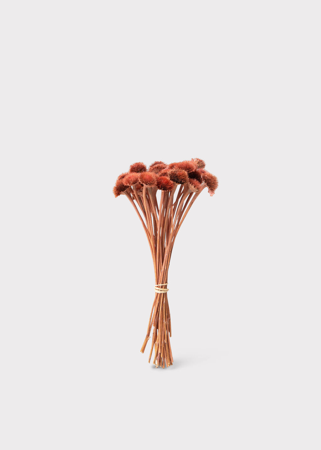 dried daisy bouquet