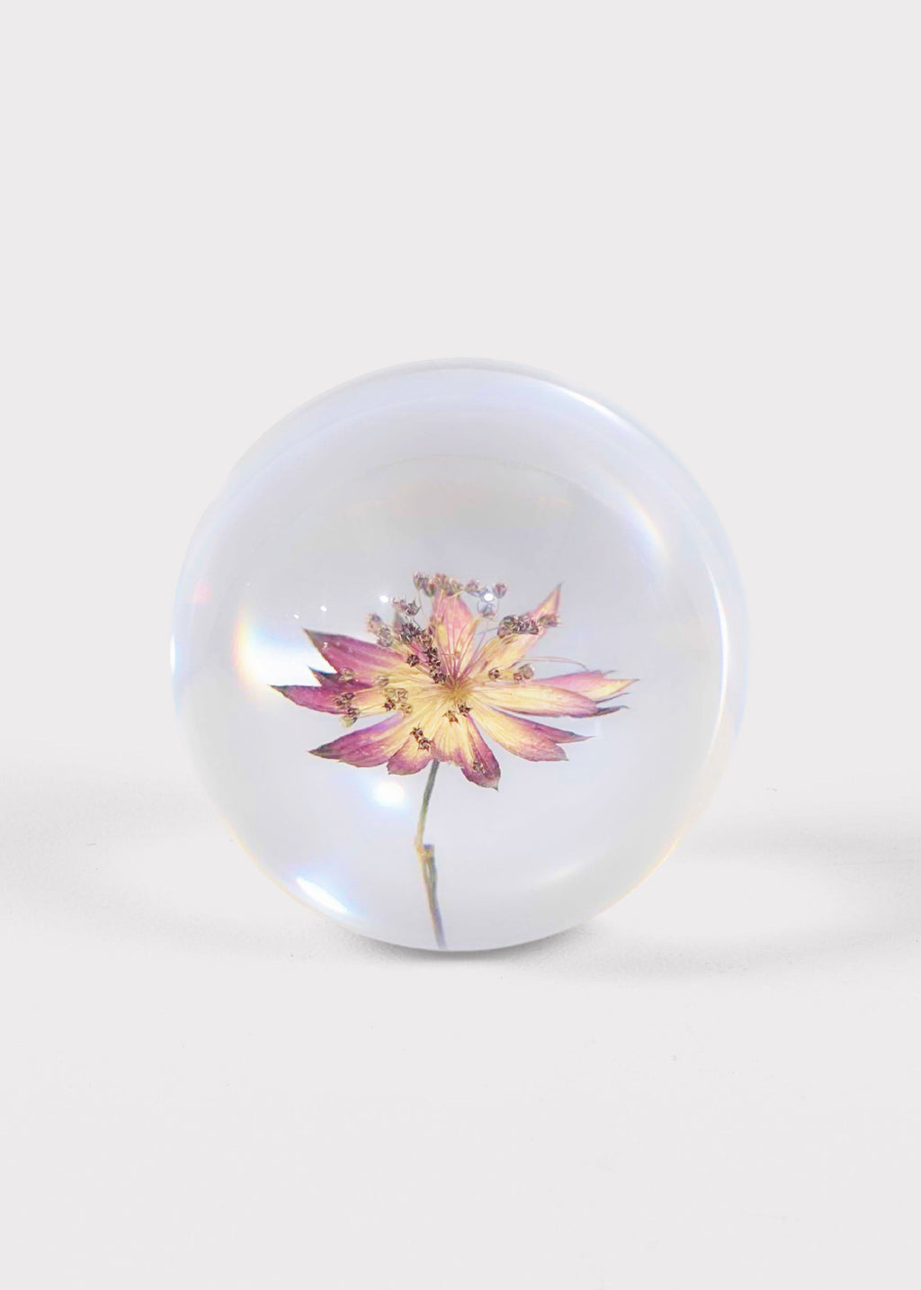 Preserved Purple Flower Head Paperweight