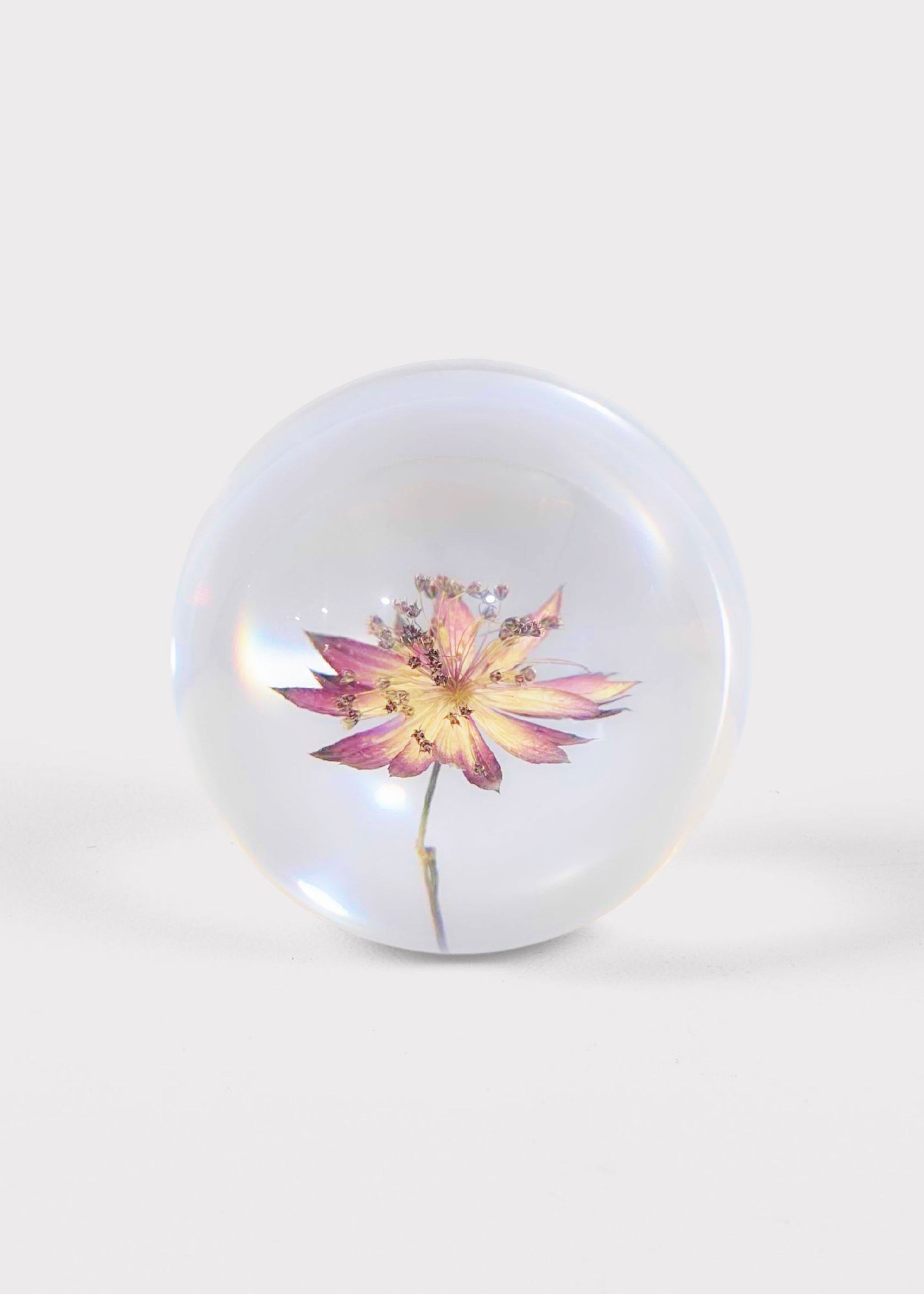 Preserved Purple Flower Head Paperweight