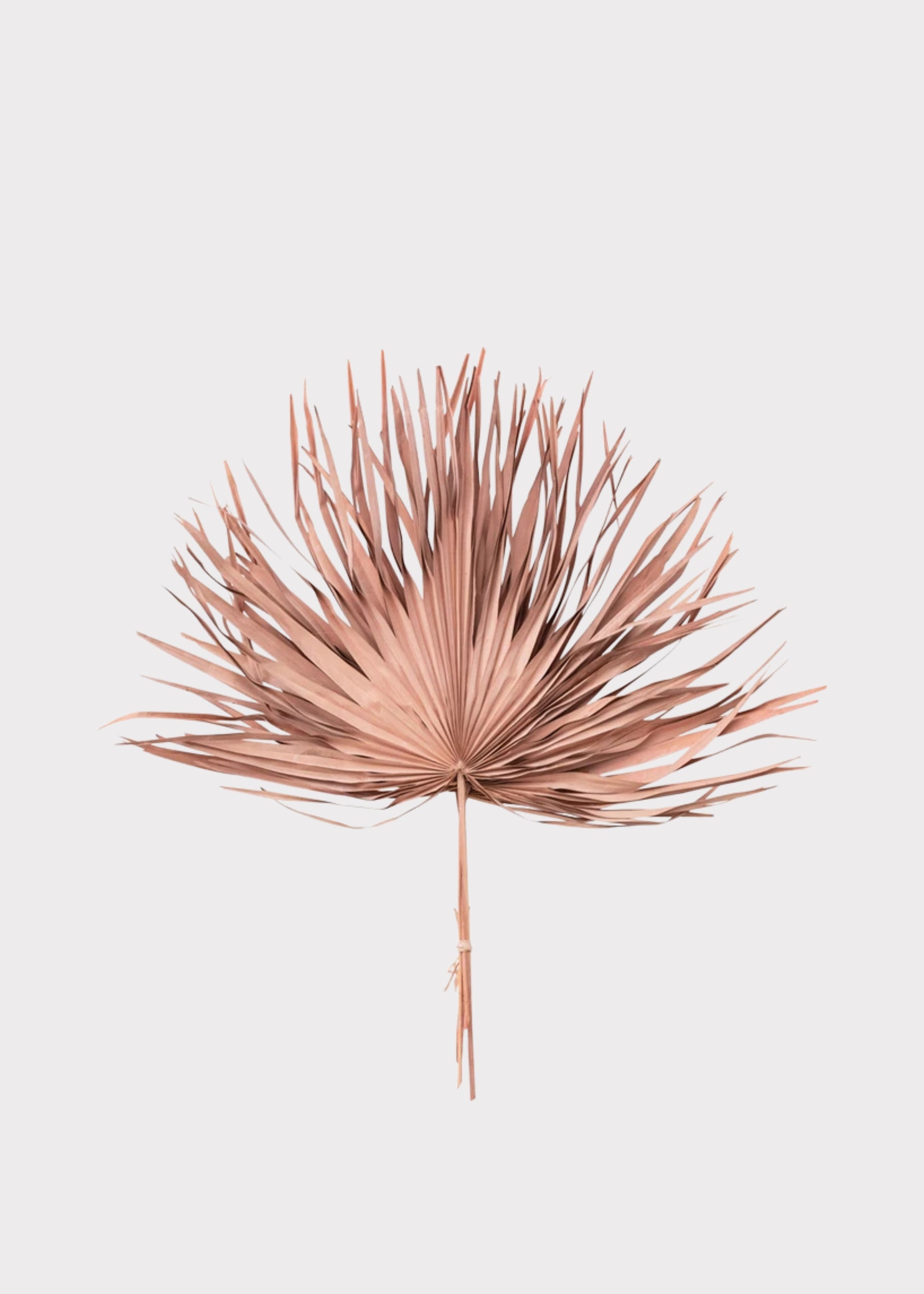 Dried palm leaf dyed pink