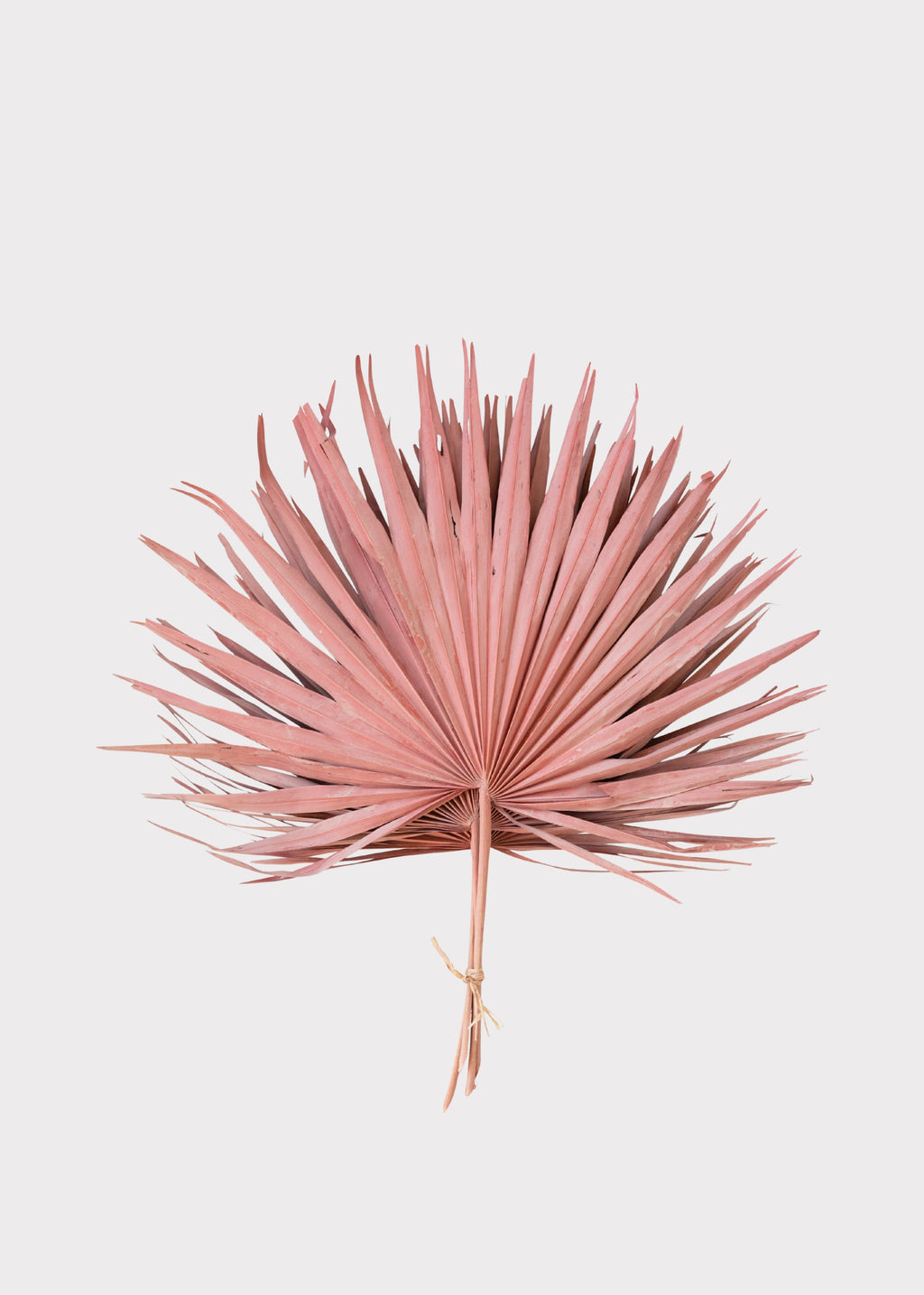Pink dried palm leaf 