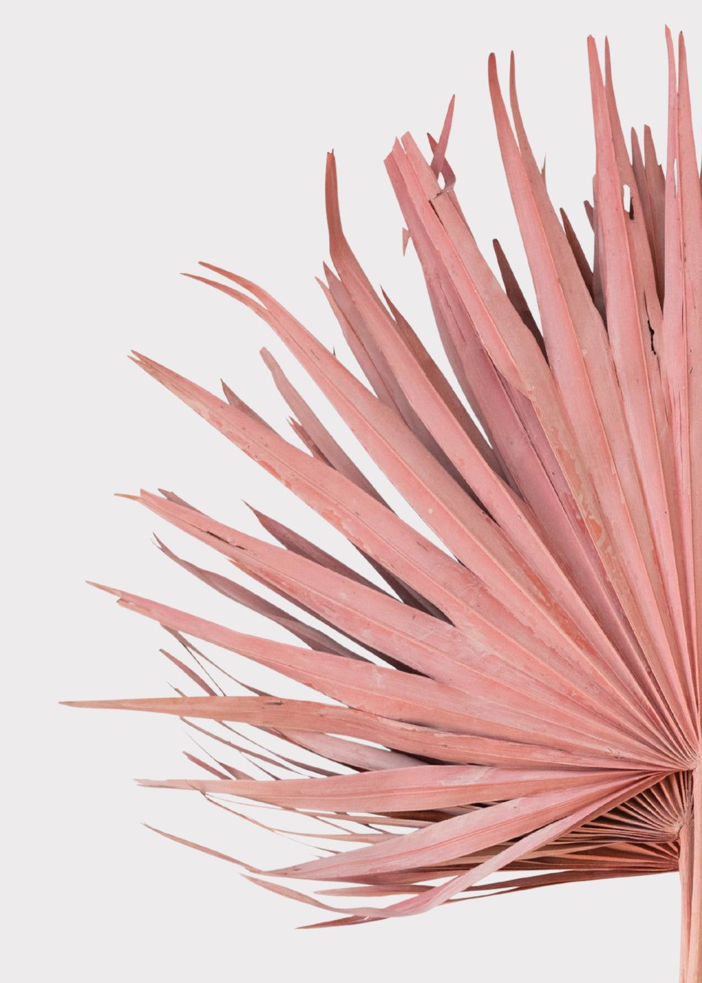 Close-up of Pink Palm Leaf