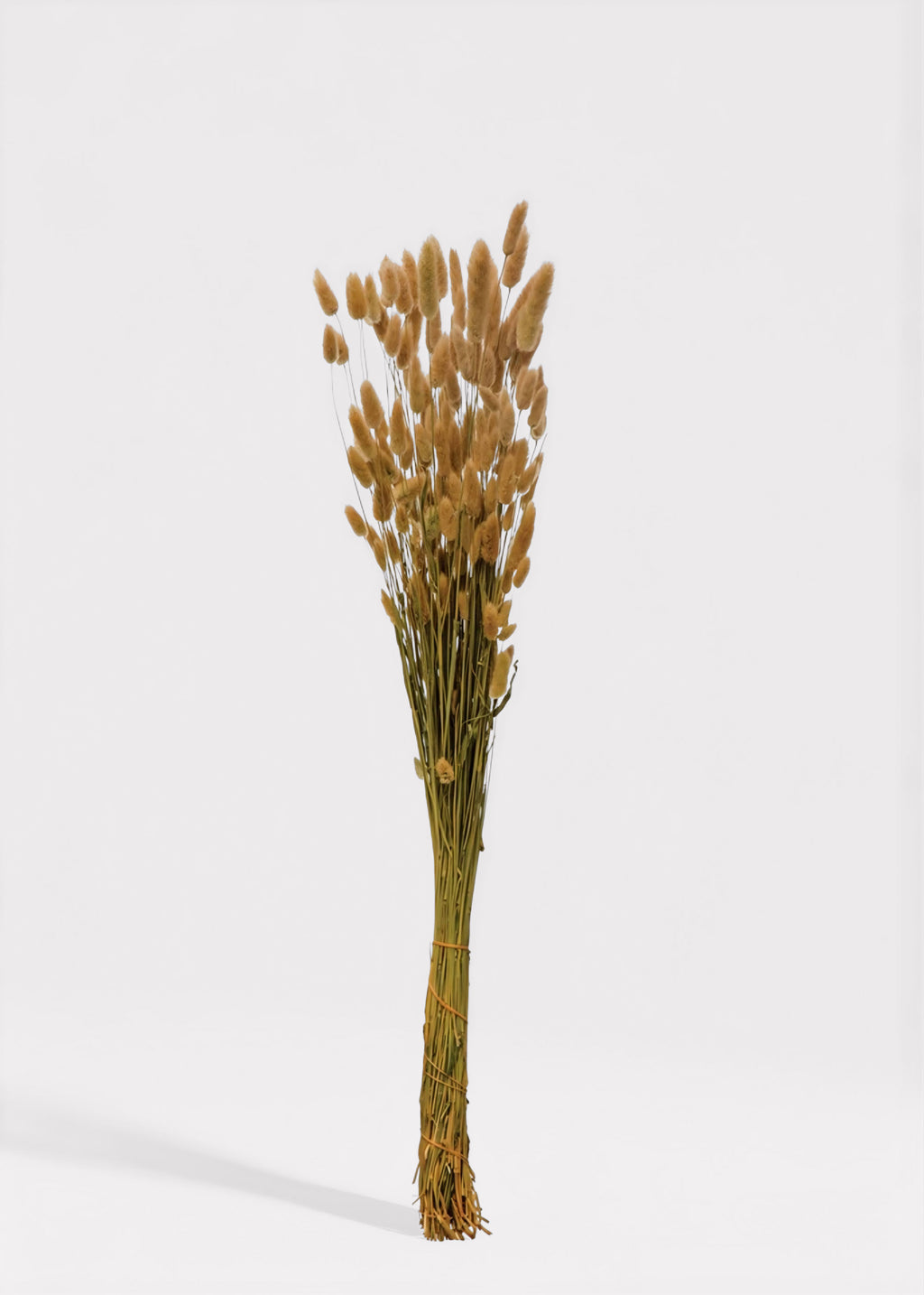 Natural Dried Bunny Tail Grass Bunch