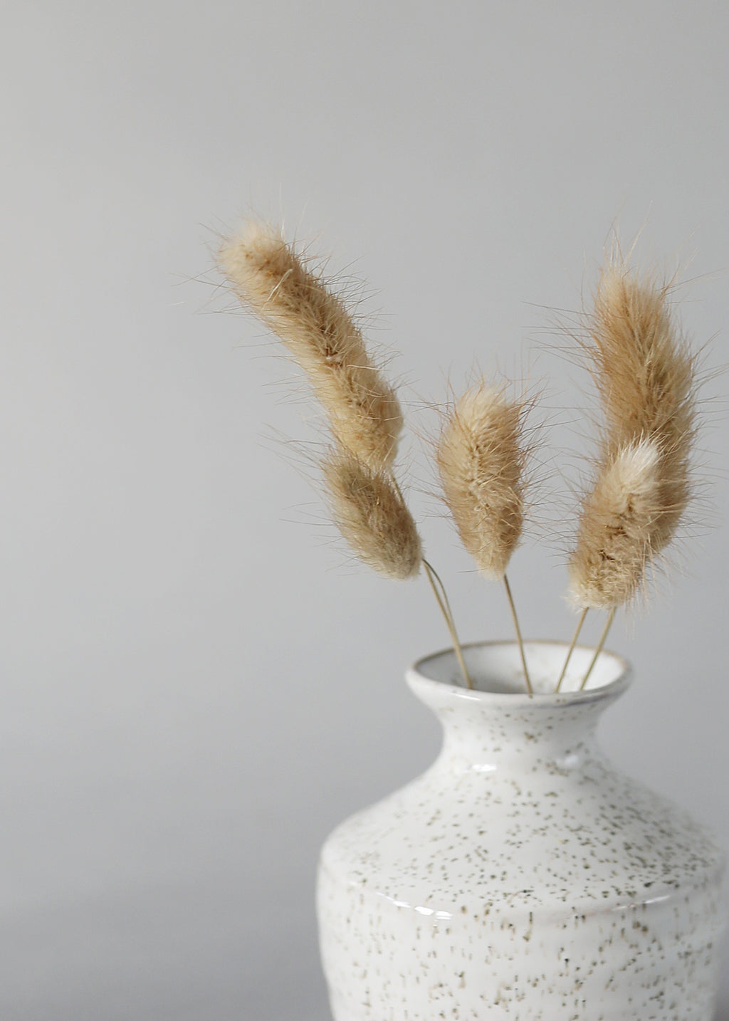 close-up dried bunnytails