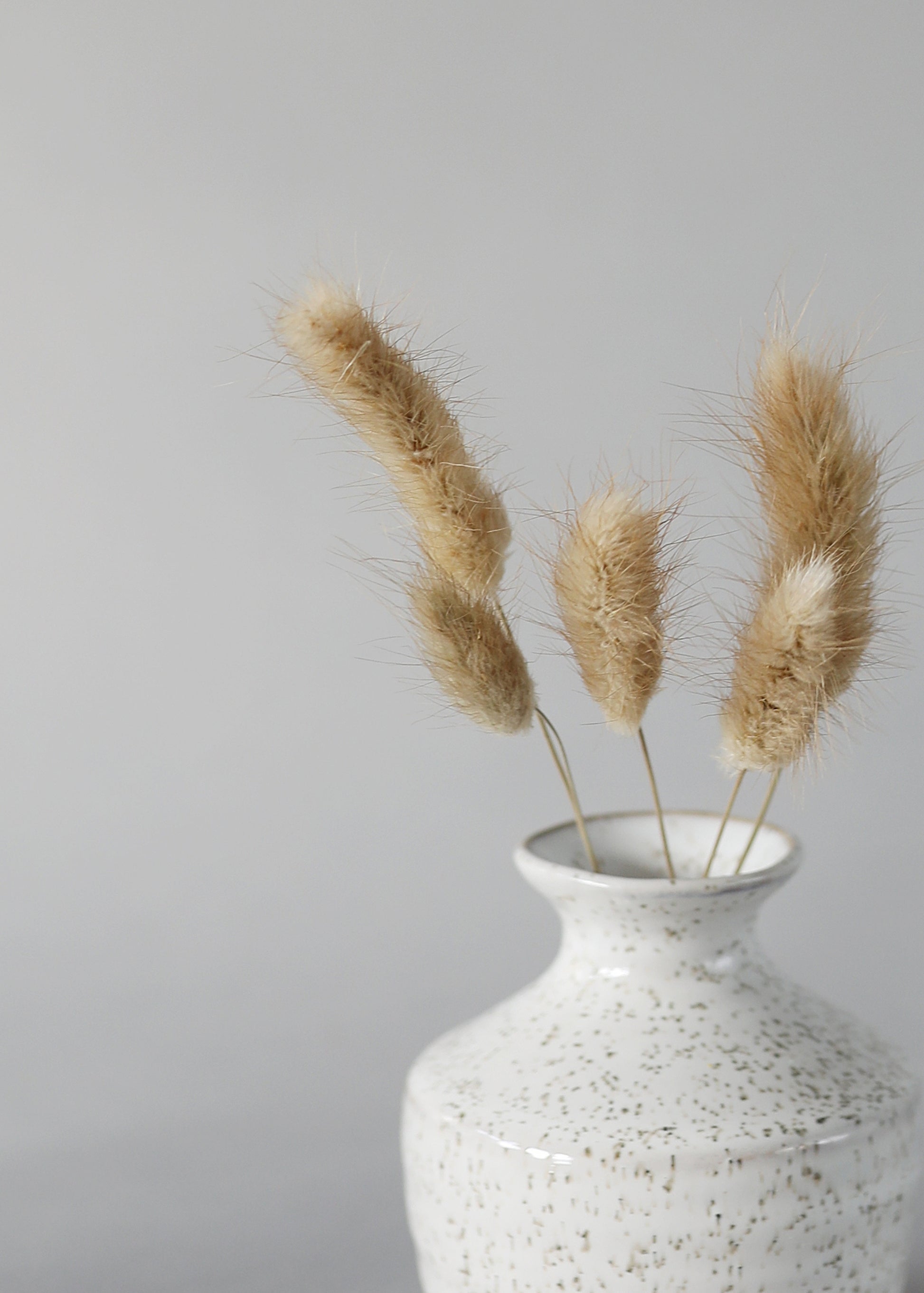 close-up dried bunnytails