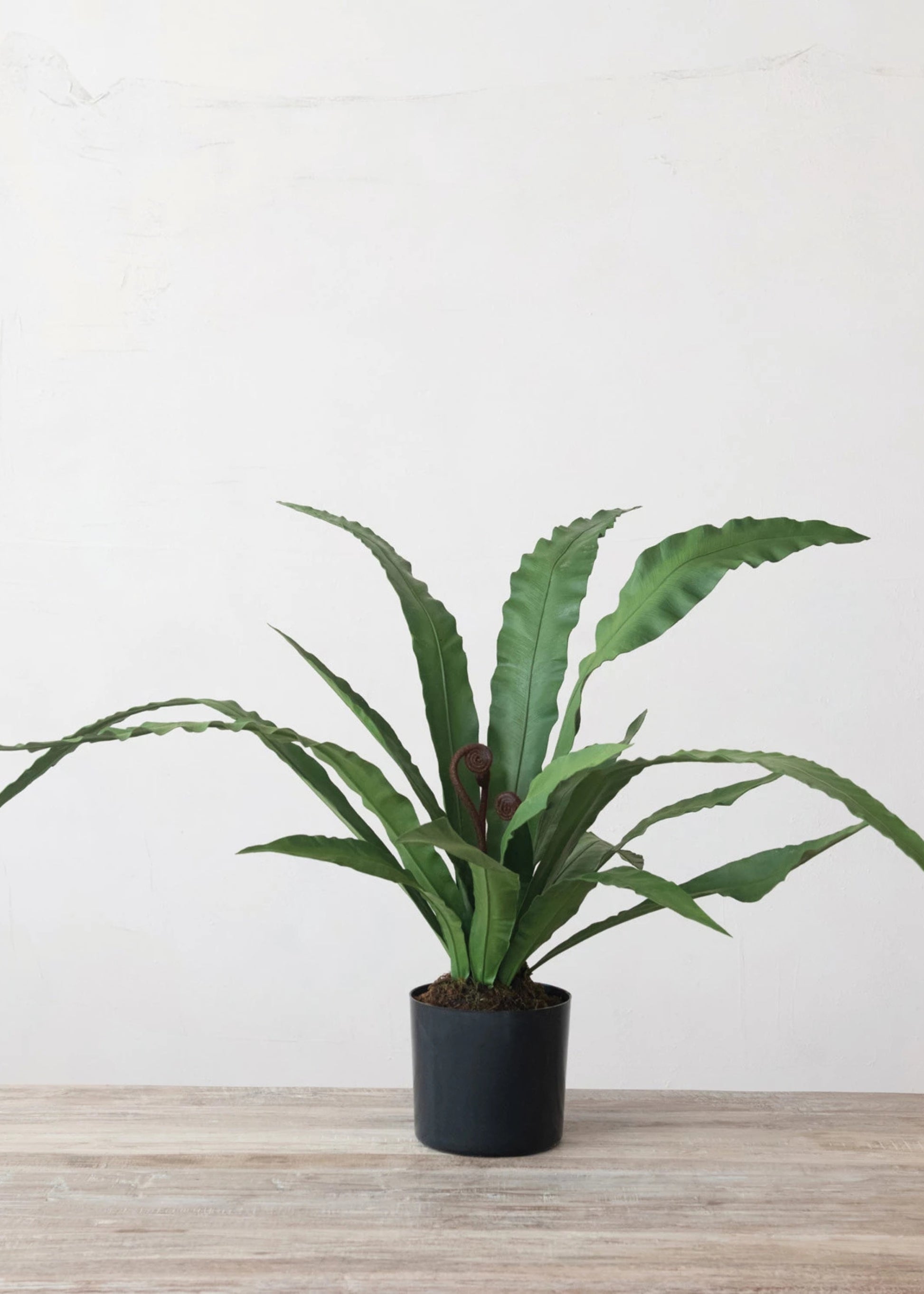 buy birds nest fern Faux Bird's Nest Fern Plant