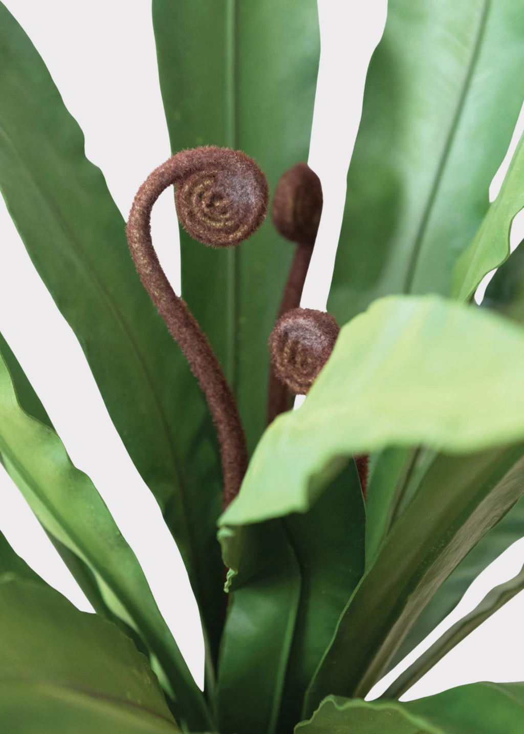 Close-up of a bird's nest fern 