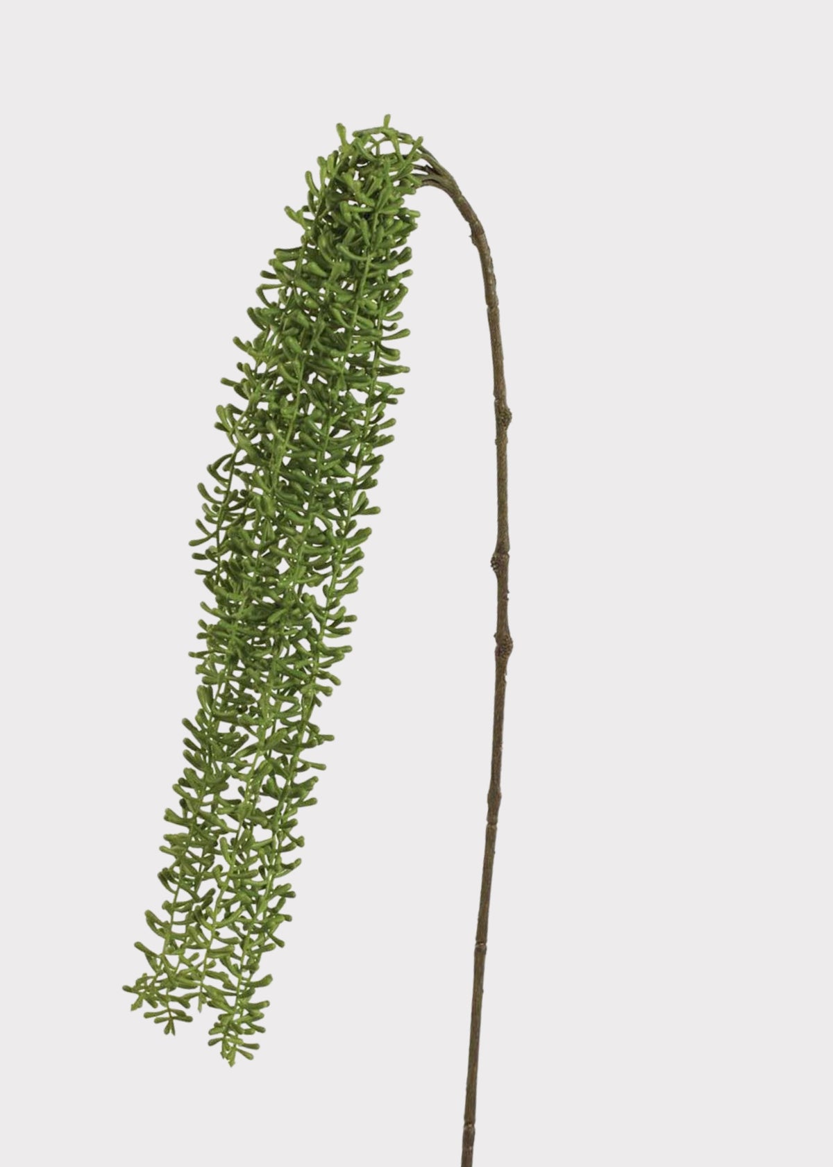 String of Fishhooks Hanging Succulent 