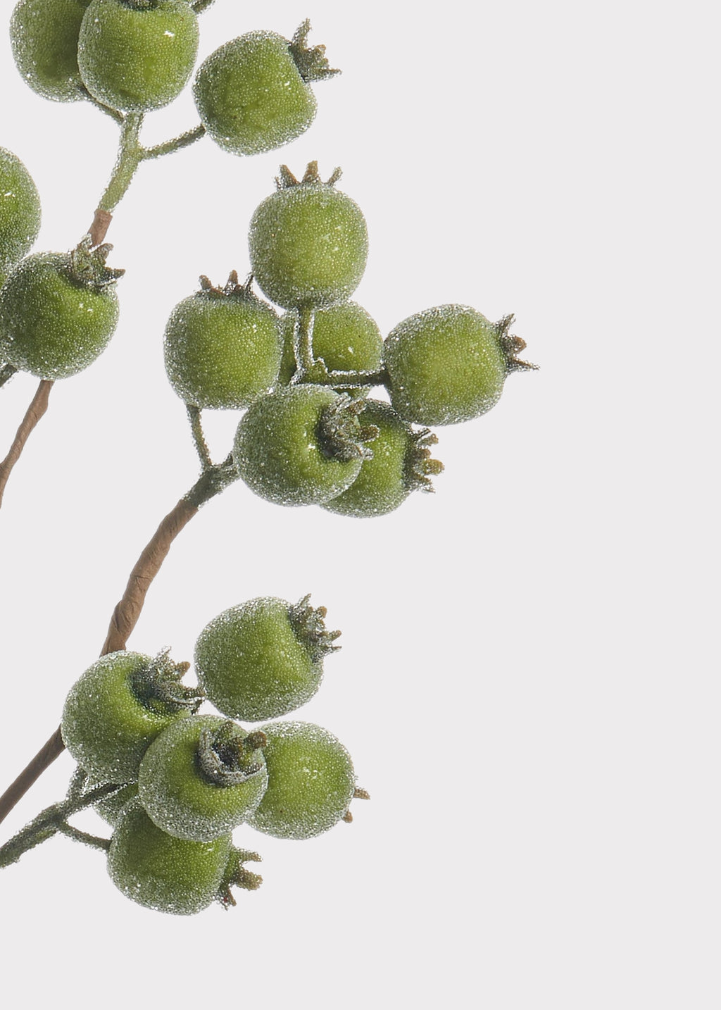 Close-up of a Iced Berry Pod Branch in Green