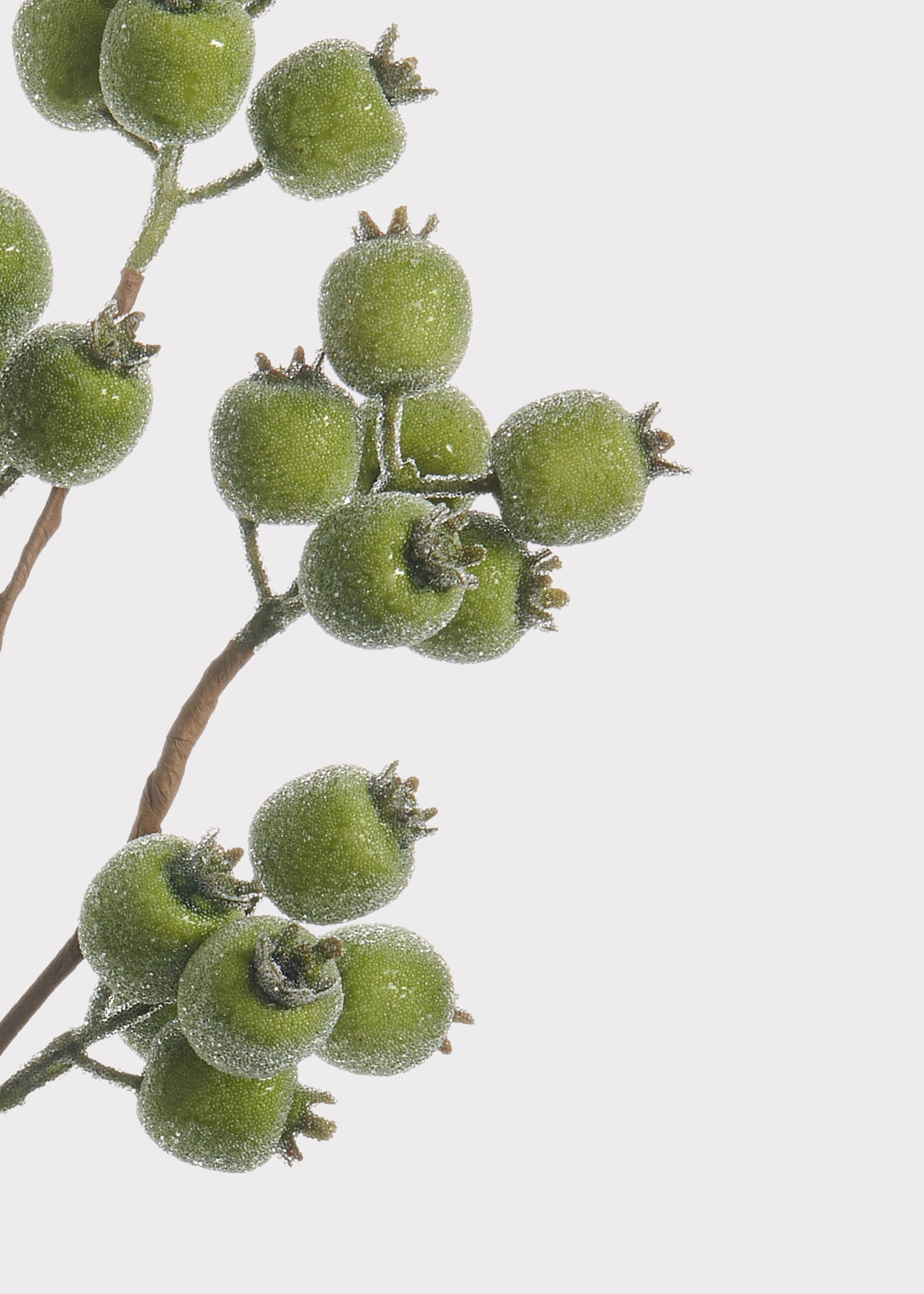 Close-up of a Iced Berry Pod Branch in Green