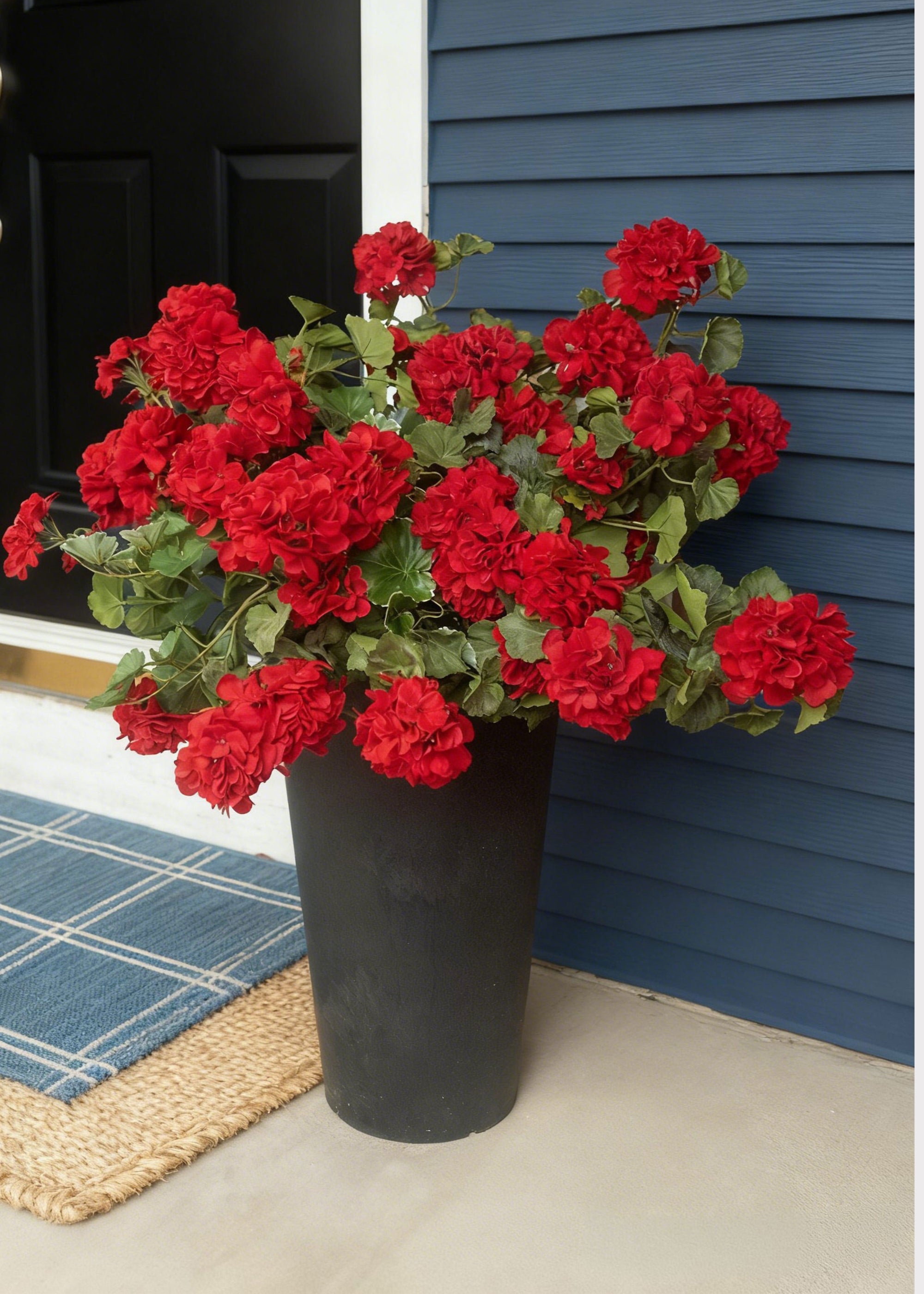 Red flowers in a black pot on a porch with a blue door and siding.
