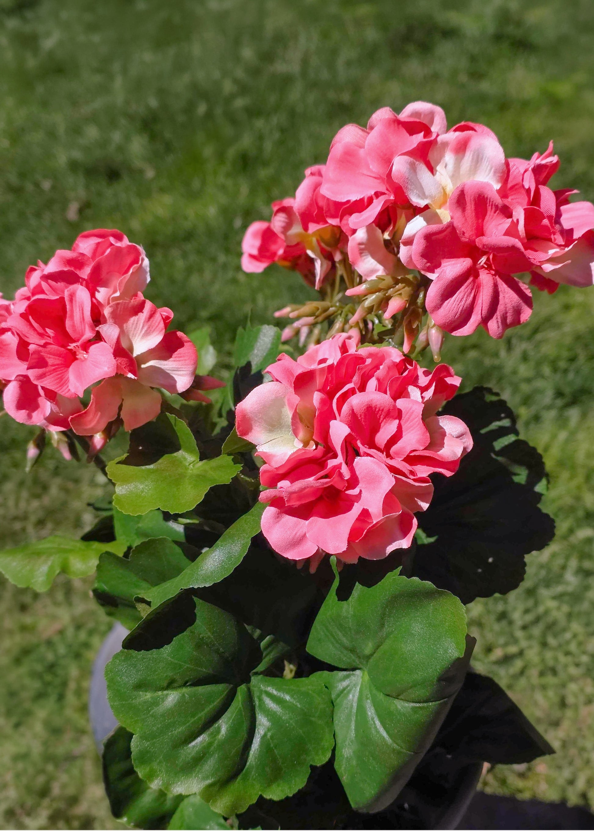 Faux Pink Geraniums