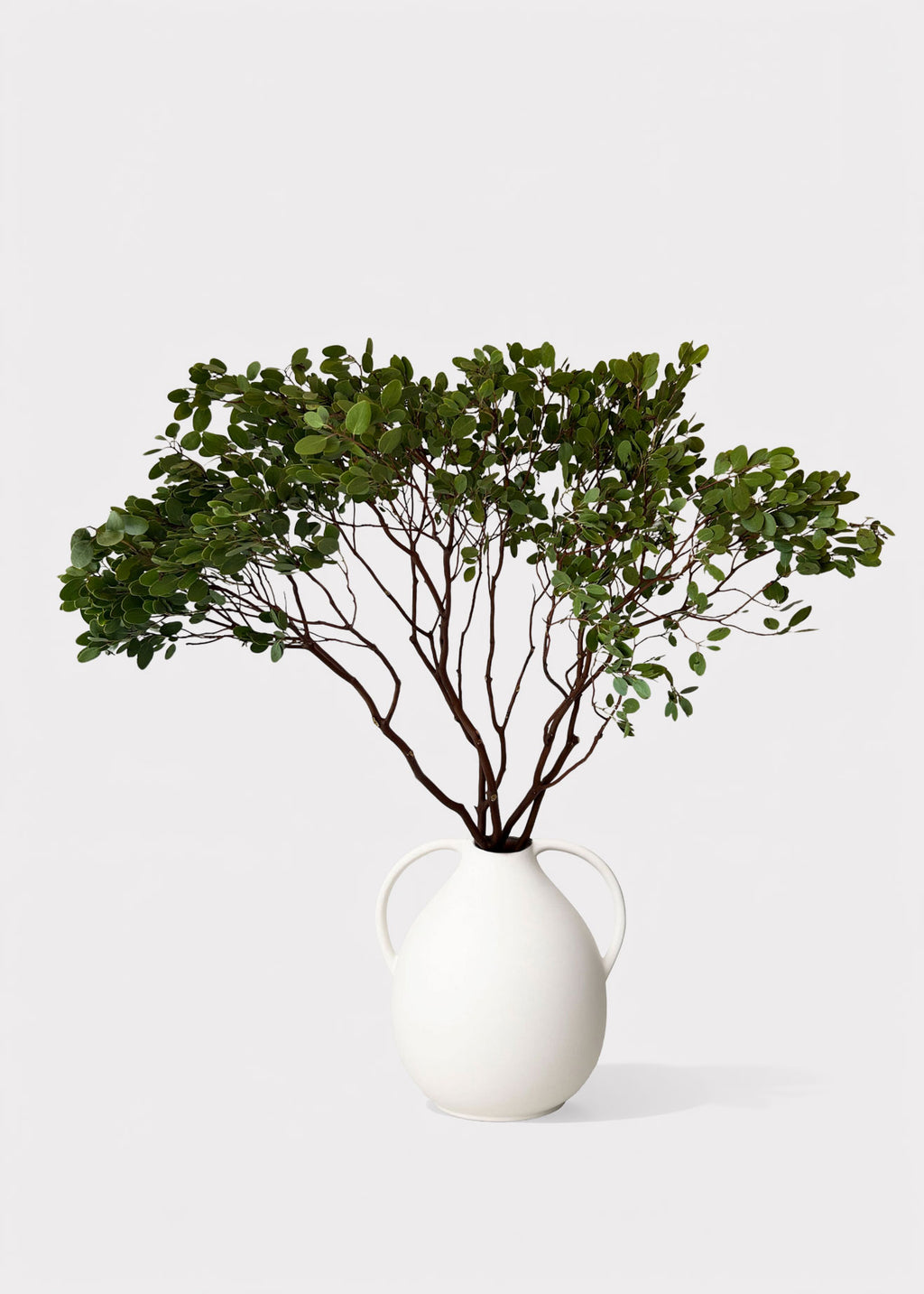 Fresh Cut Manzanita Branches with Leaves