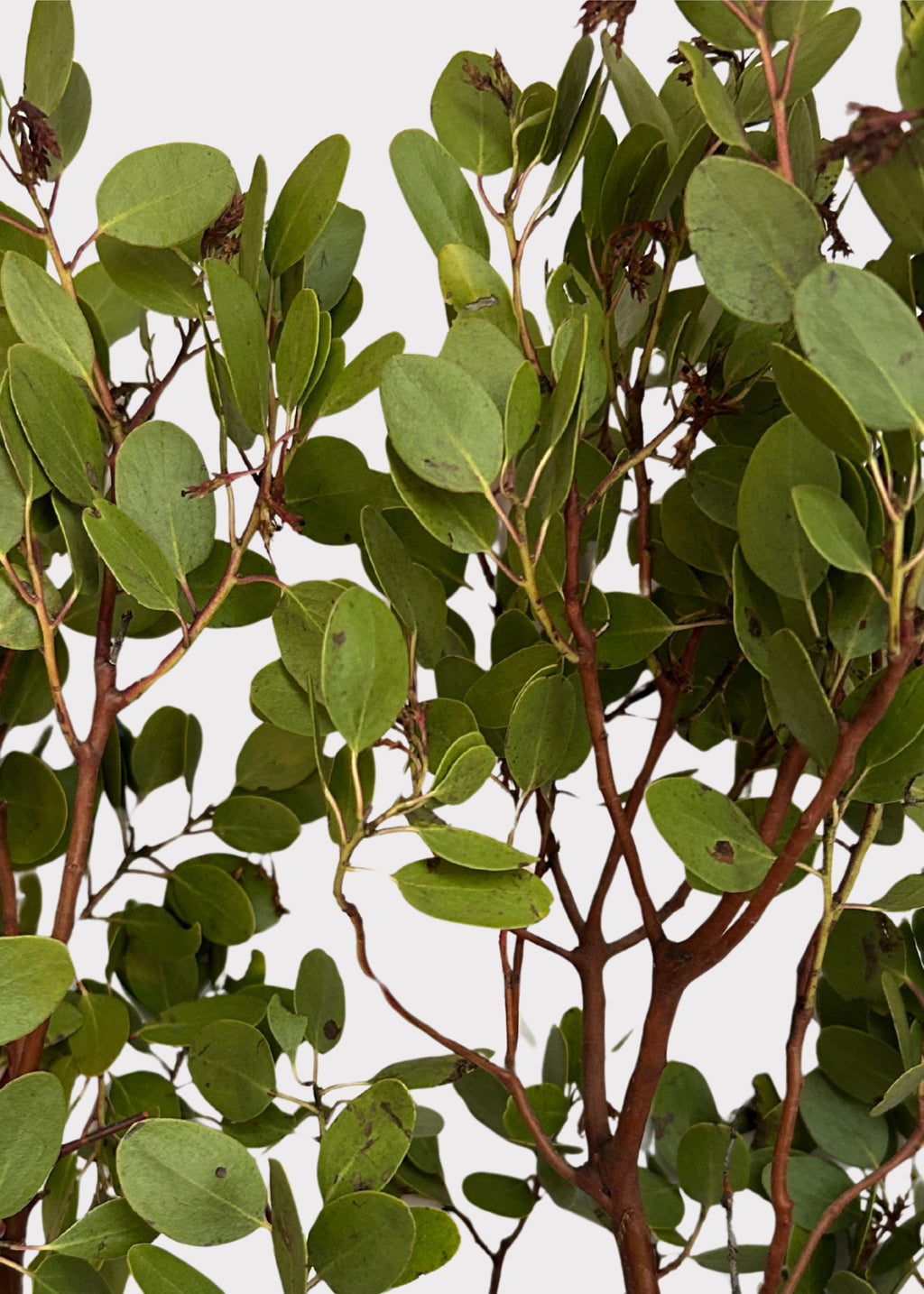 Close-up of Manzanita Branch Leaves 