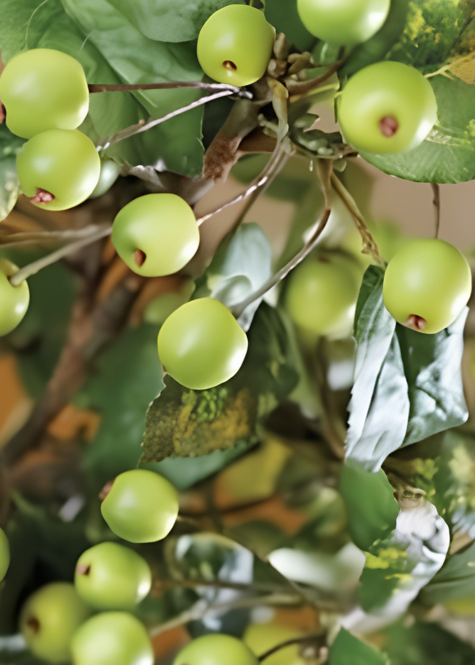 Crabapple Berry Fruit and Foliage Branches