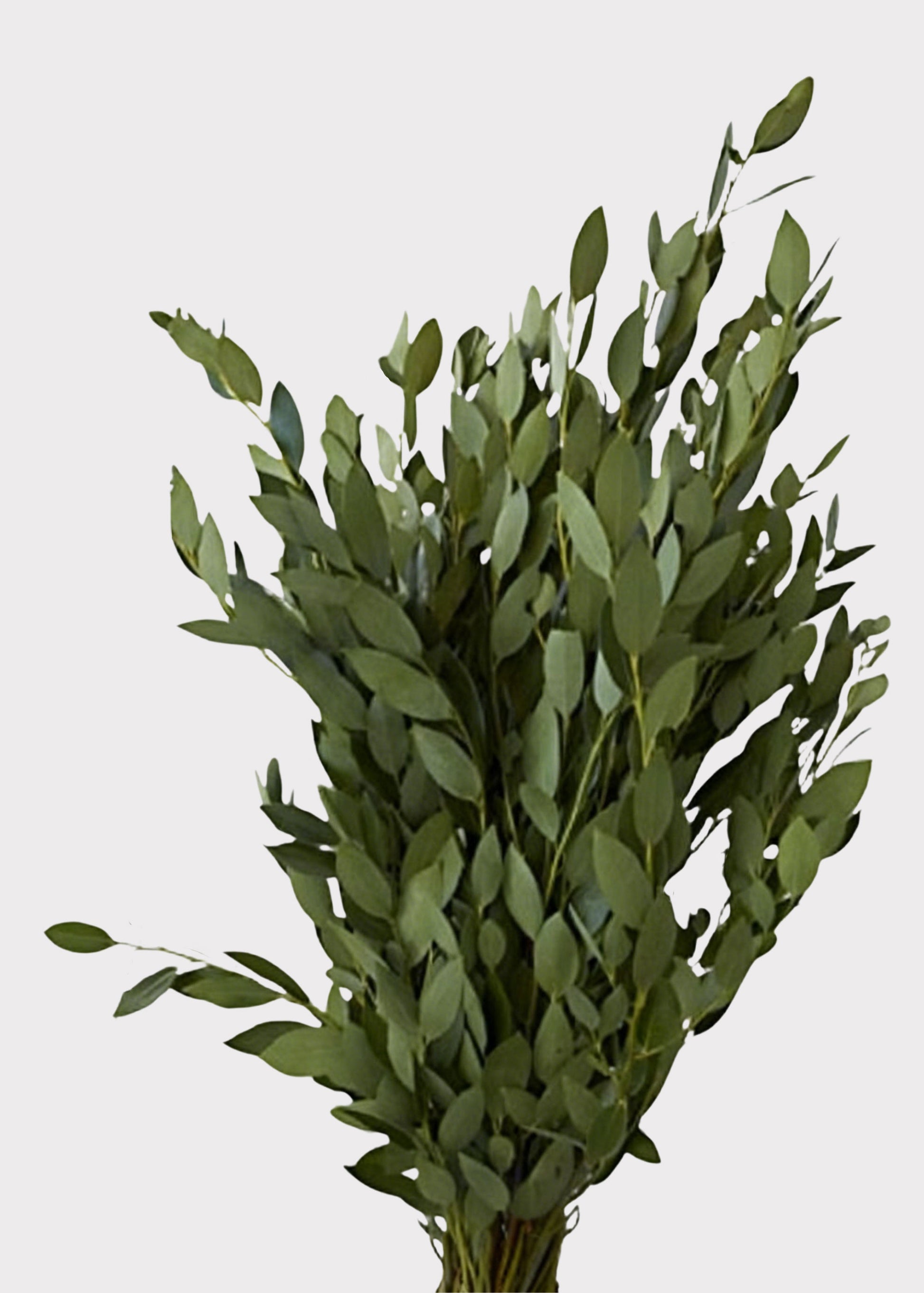 Large Fragrant Fresh Bay Leaf Bunch