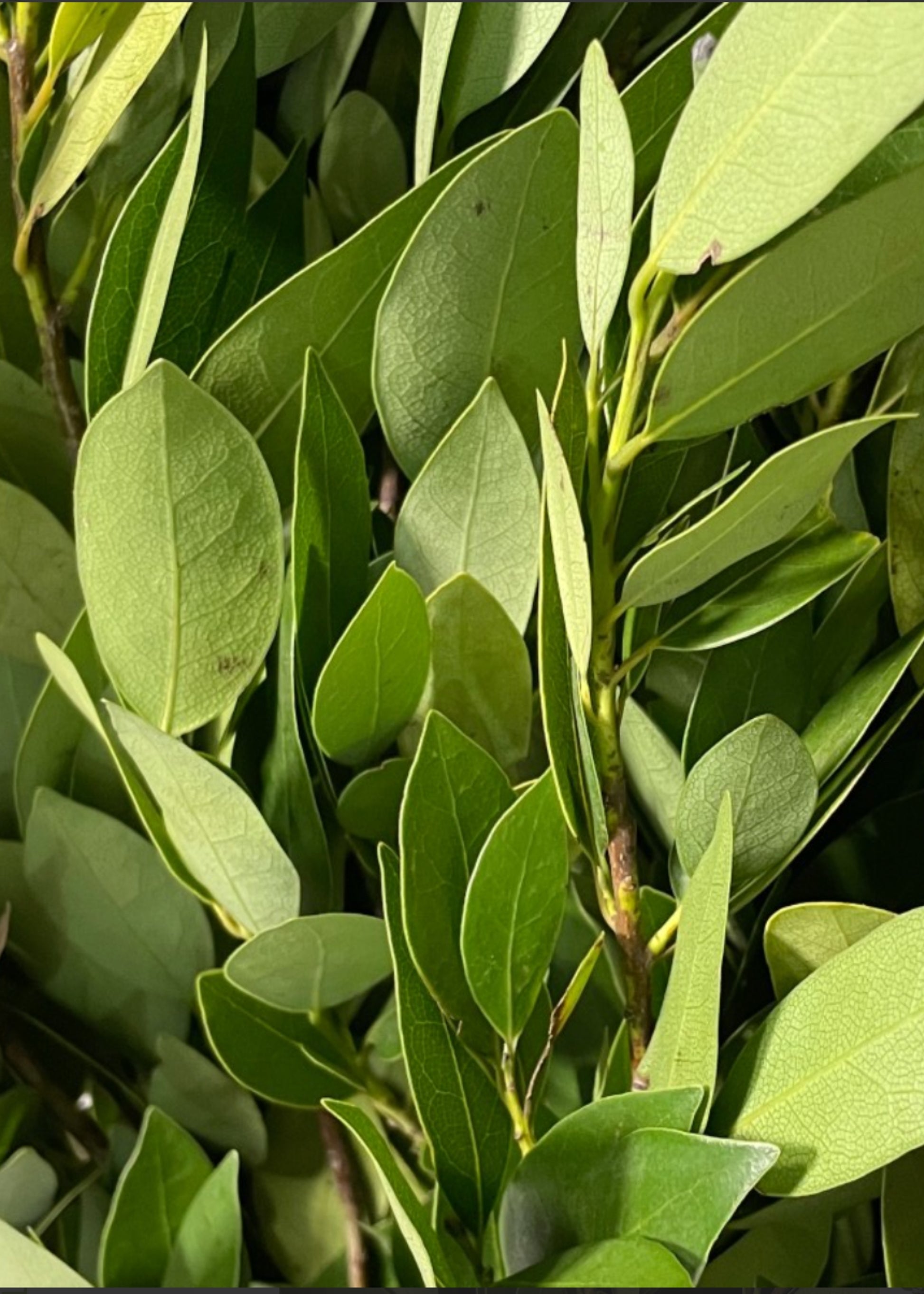 Close-up of a Bay Leaf Bunch
