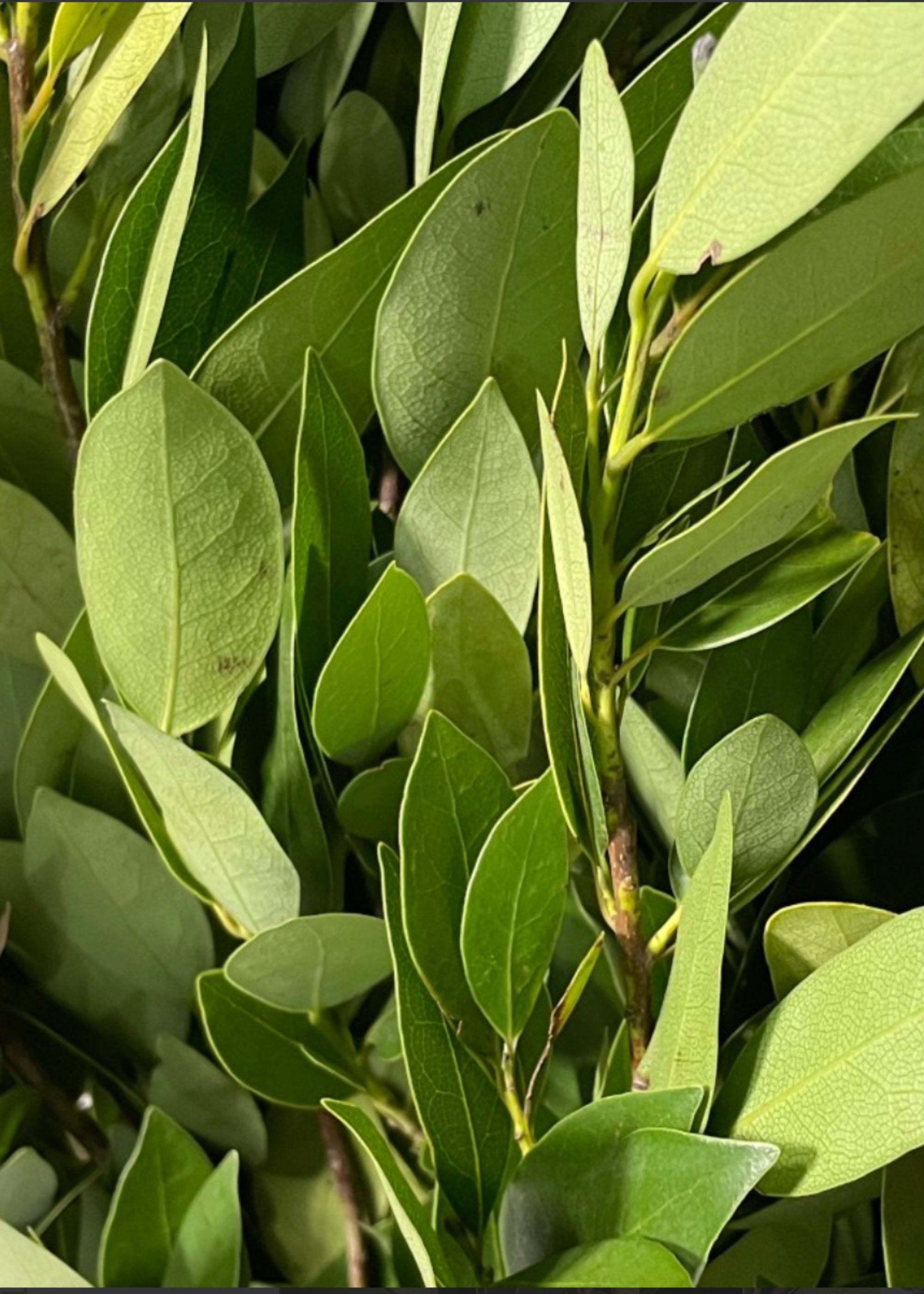 Close-up of a Bay Leaf Bunch