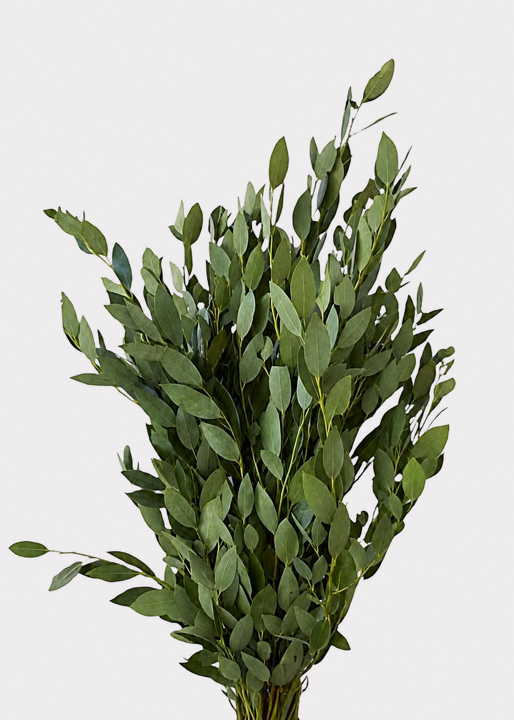 Large Fragrant Fresh Bay Leaf Bunch
