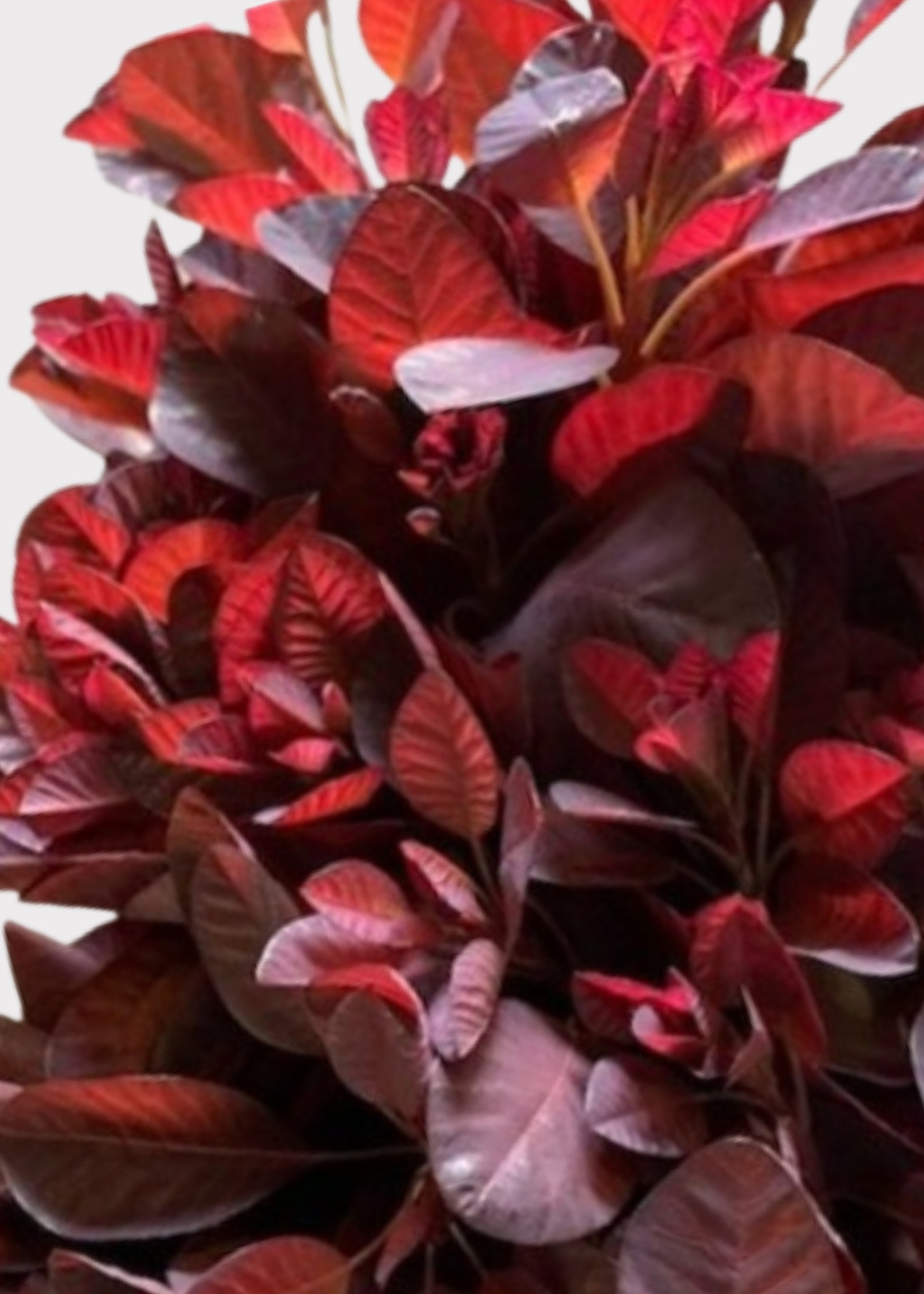 Cotinus Smokebush 