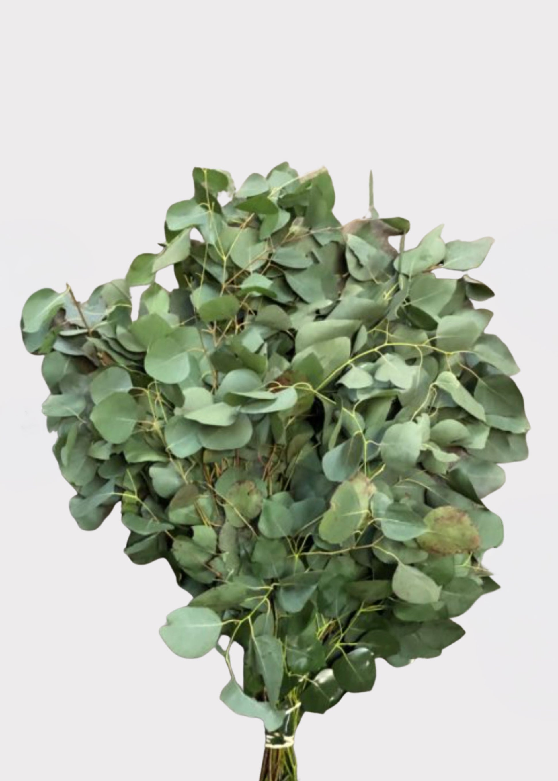 Fresh Silver Dollar Eucalyptus Leaf Bundle