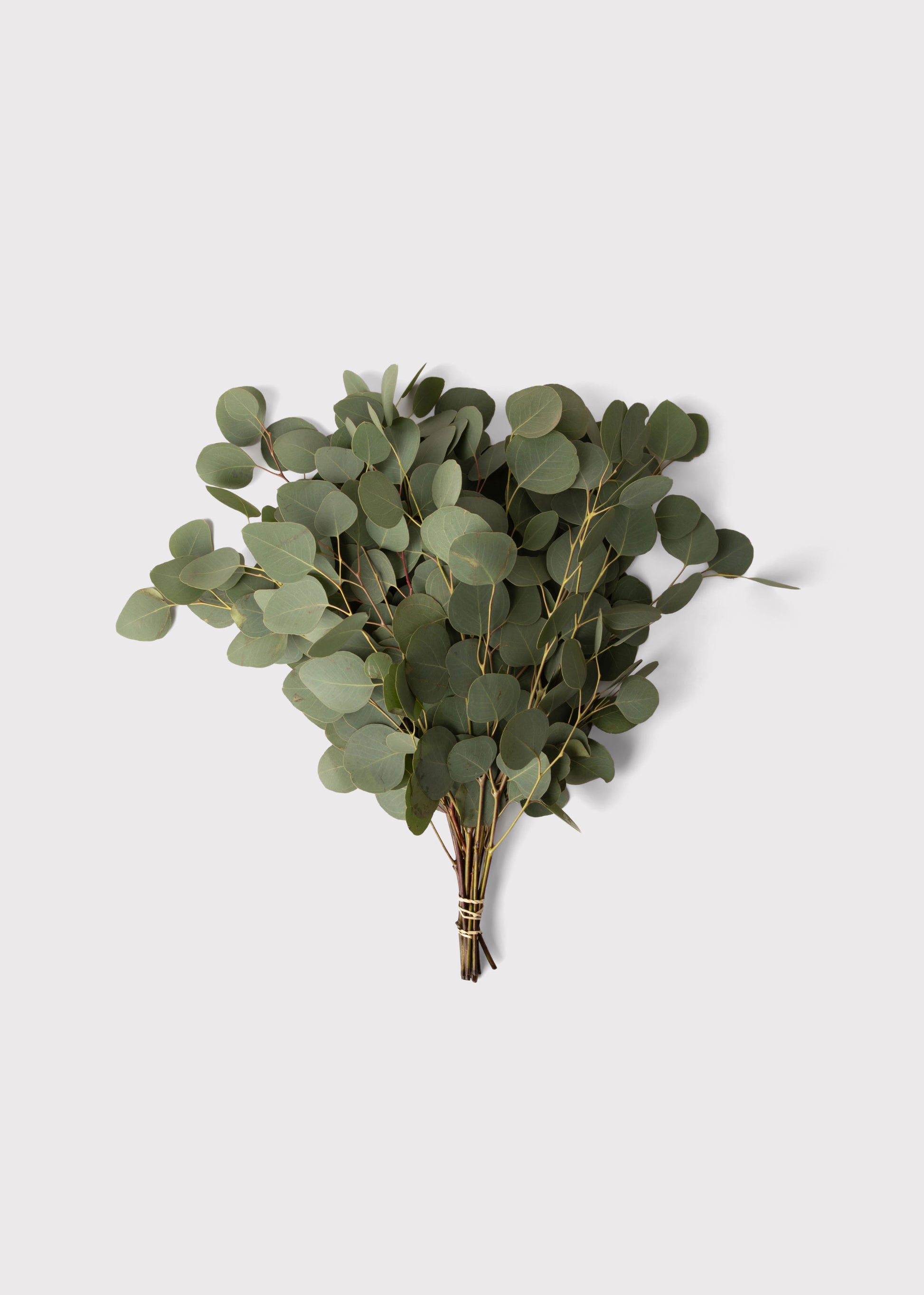 bundle of fresh eucalyptus branches