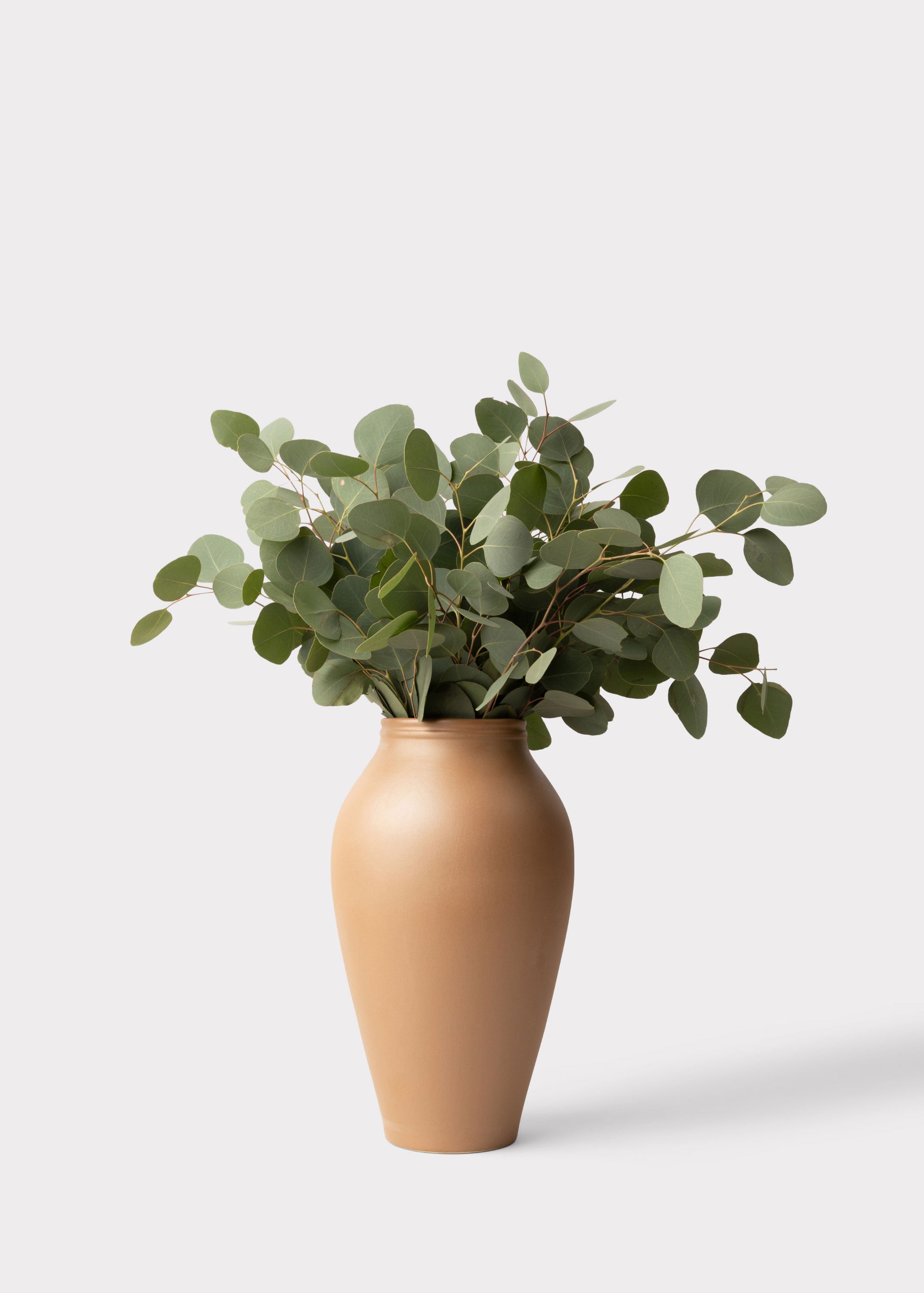 silver dollar eucalyptus arranged in a terracotta vase