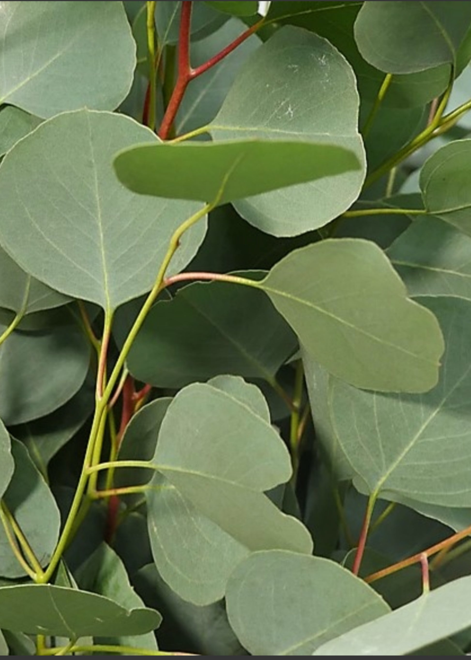 Close-up of a Silver Dollar Eucalyptus Leaf Bunch