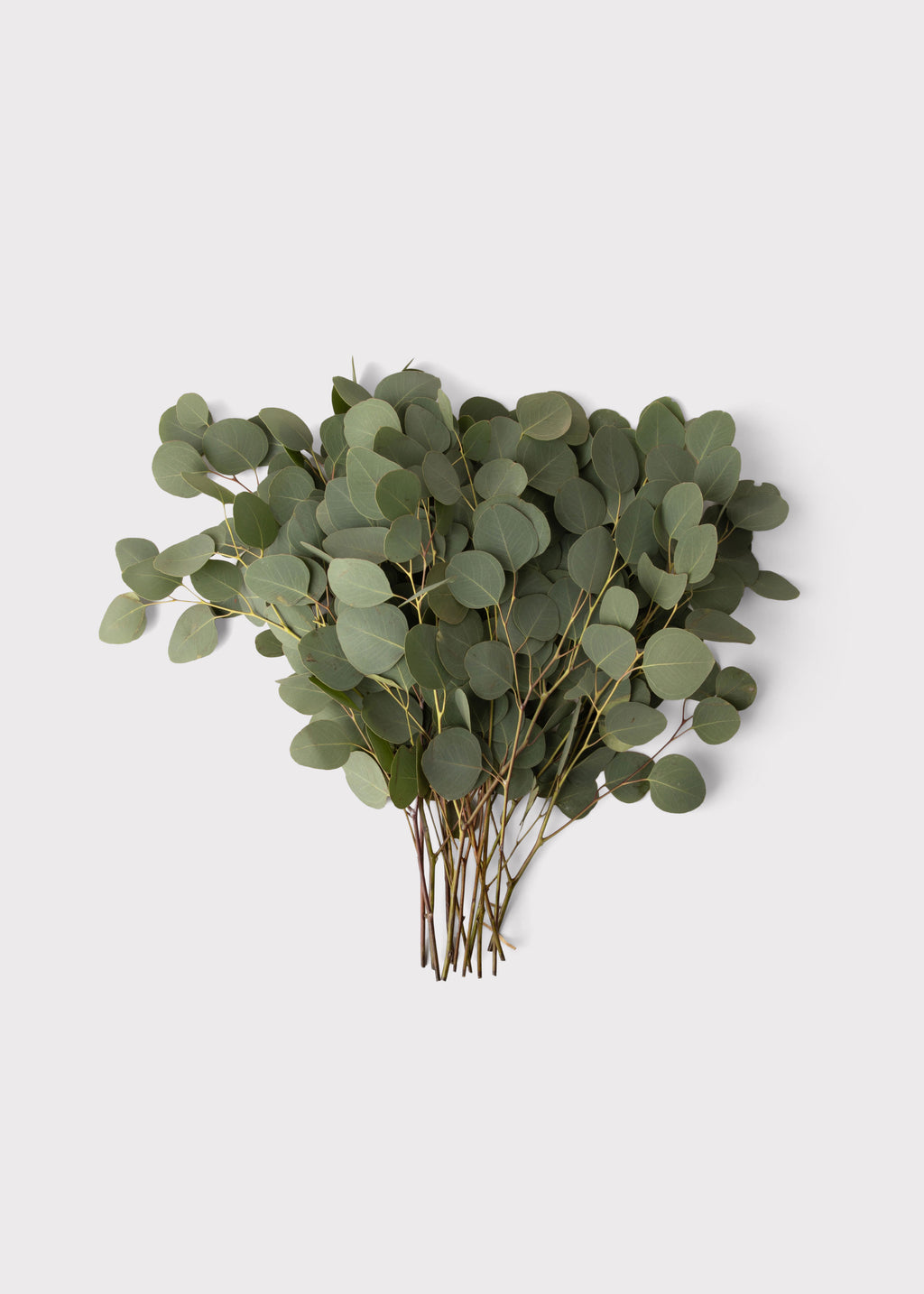 bouquet of fresh eucalyptus