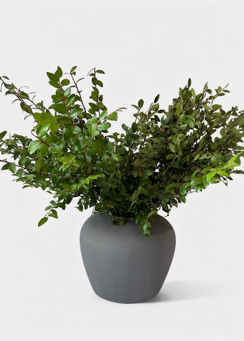 Huckleberry Branches Arranged in a Vase