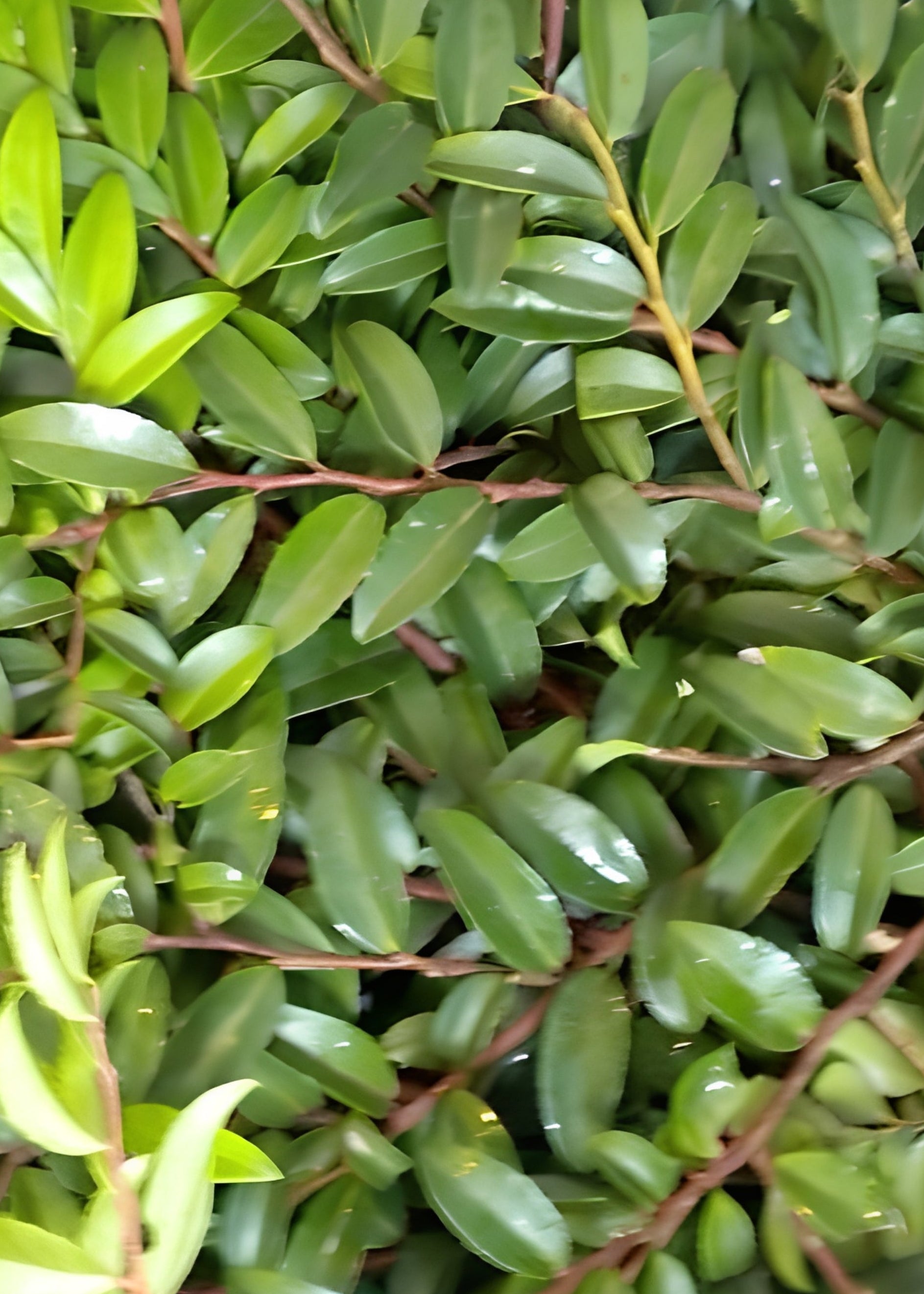 Huckleberry Foliage Branches