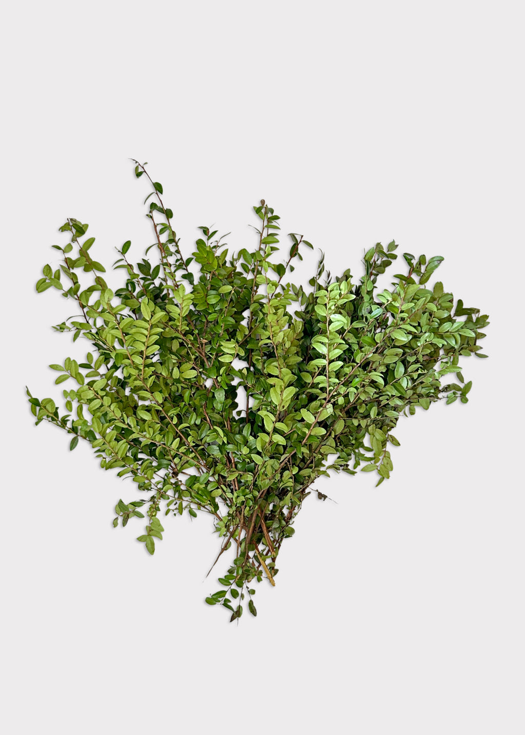 Huckleberry Foliage Branches