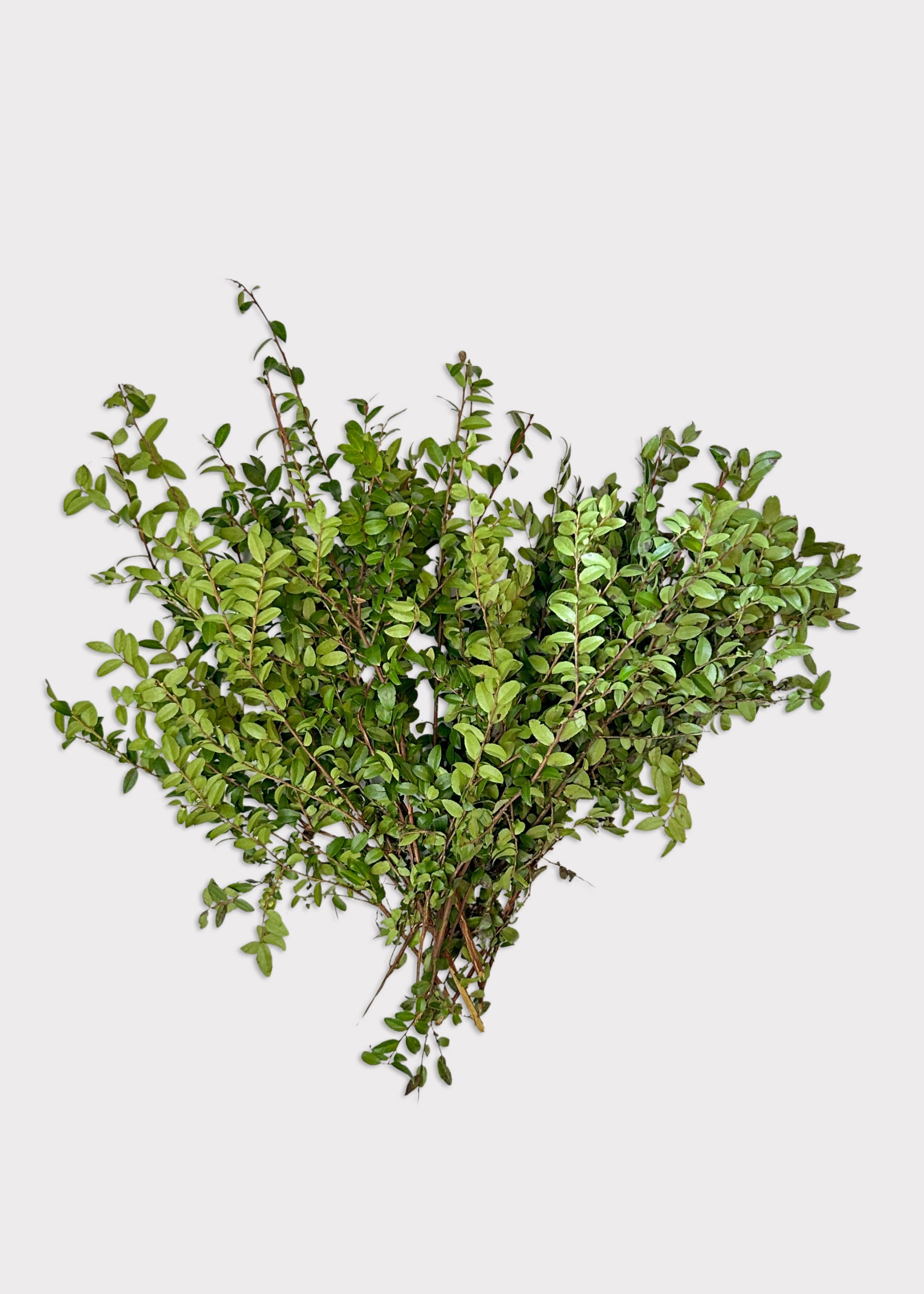 Huckleberry Foliage Branches