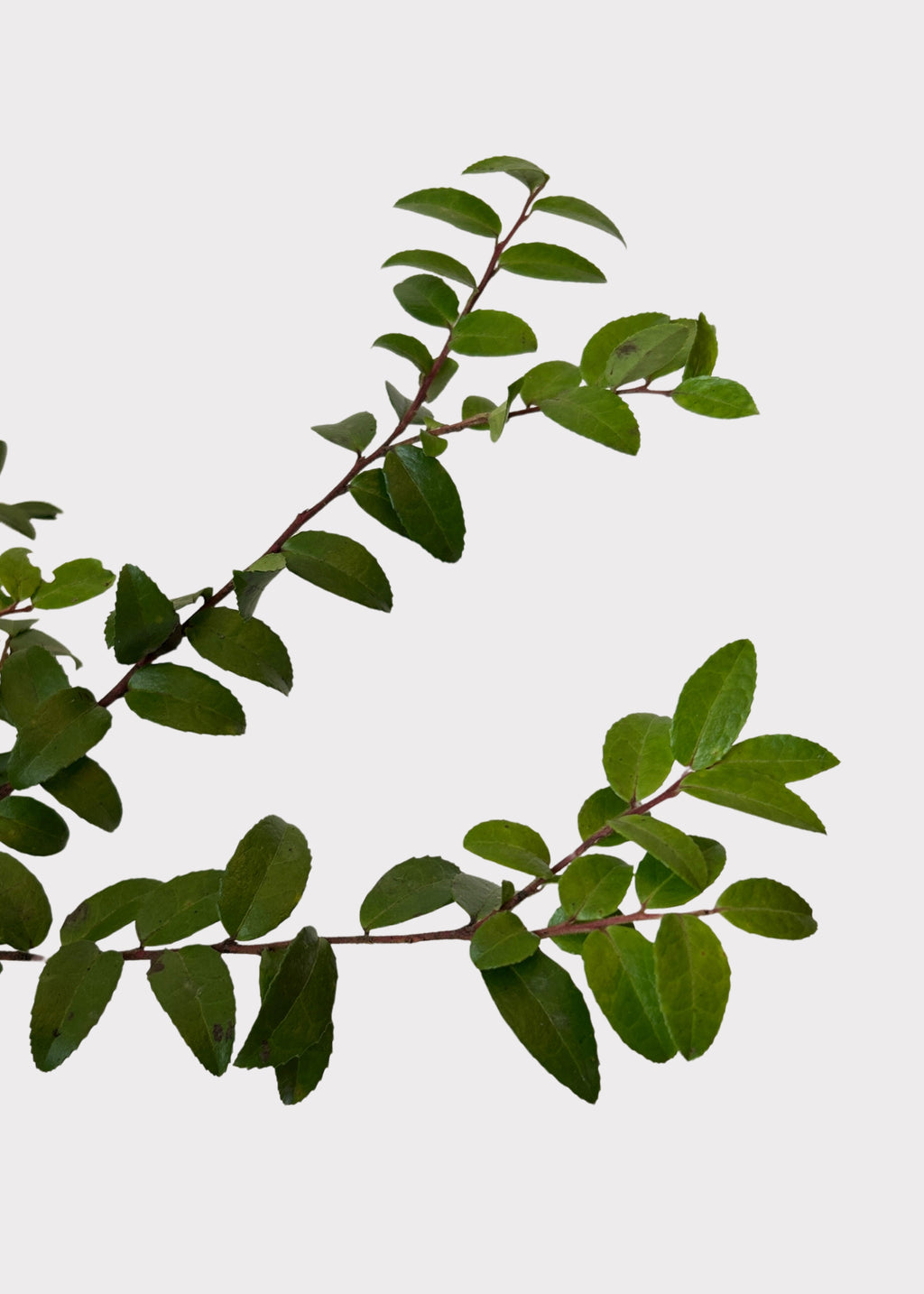 Huckleberry Foliage Branche