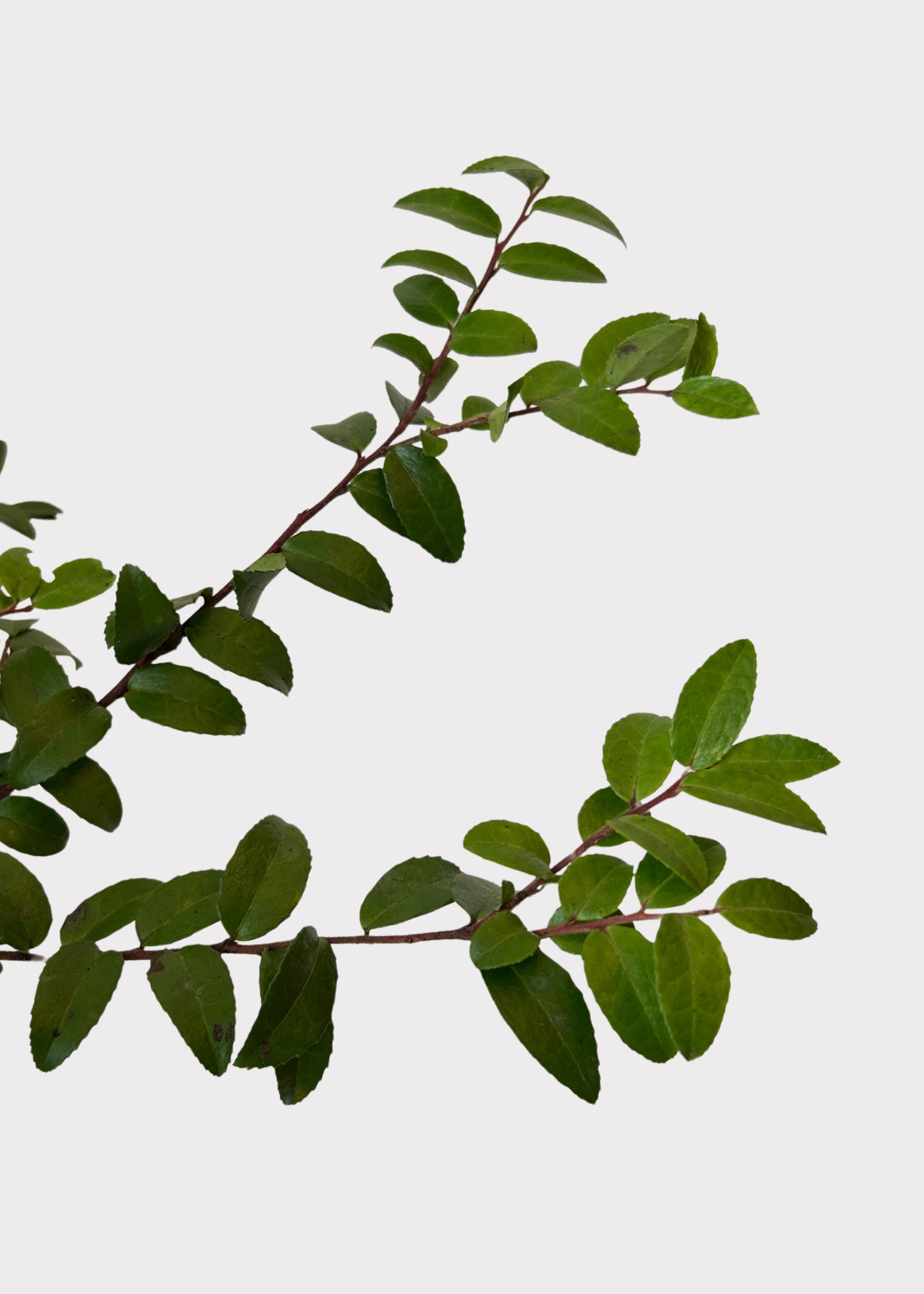 Huckleberry Foliage Branche