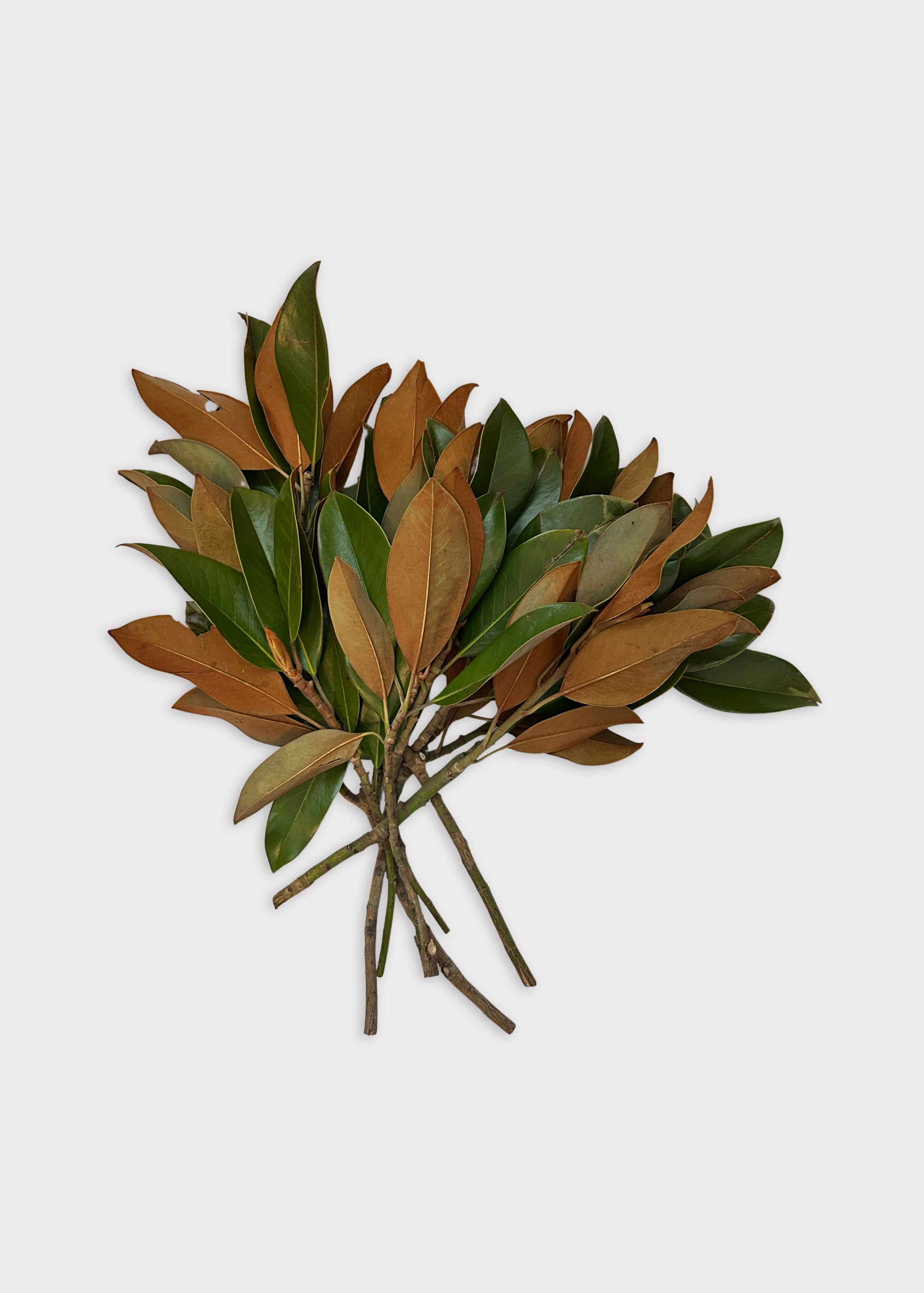 Fresh Magnolia Leaf Bunch