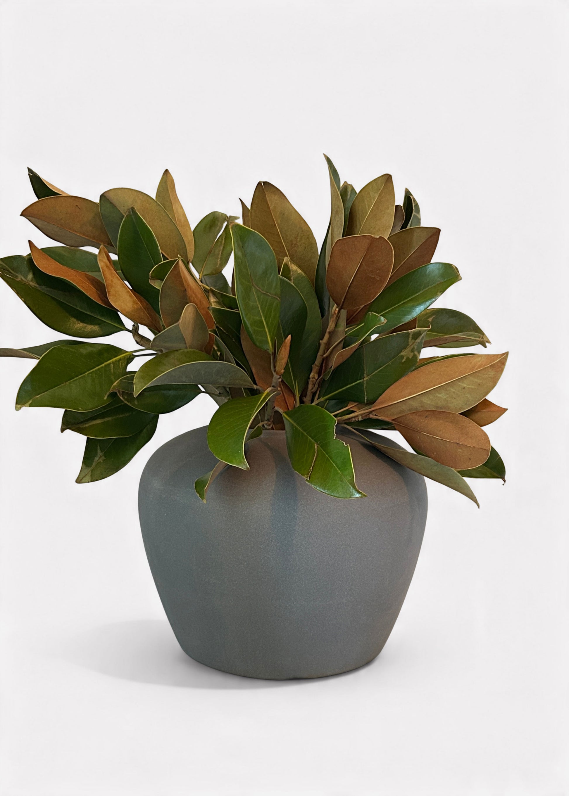Fresh Magnolia Leaves Arranged in a Vase