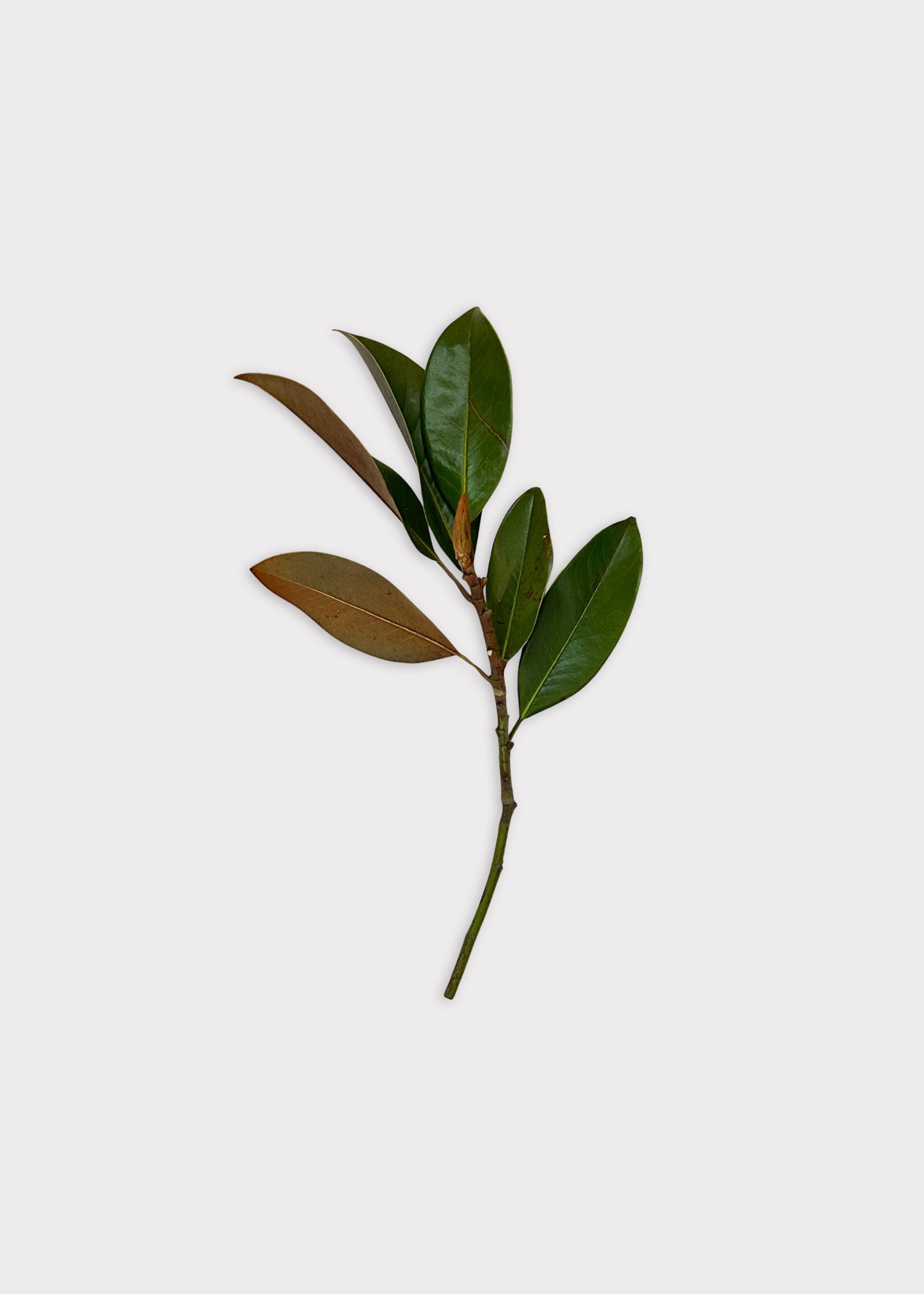 Single Fresh Magnolia Leave Branch