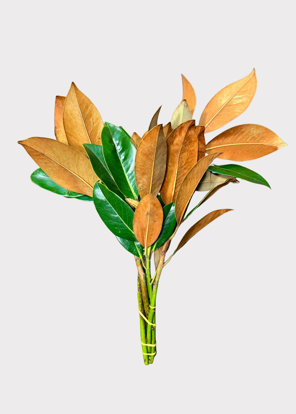 Fresh Magnolia Leaf Bunch
